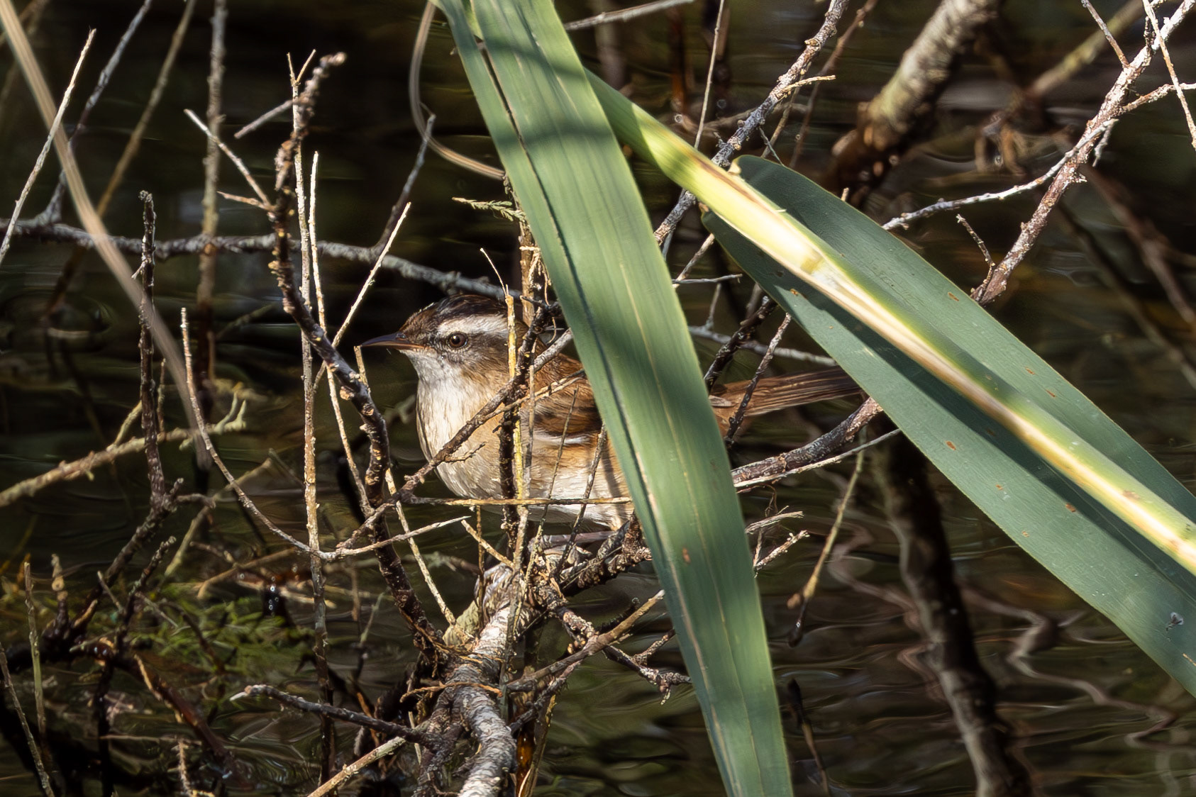 Moustached Warbler