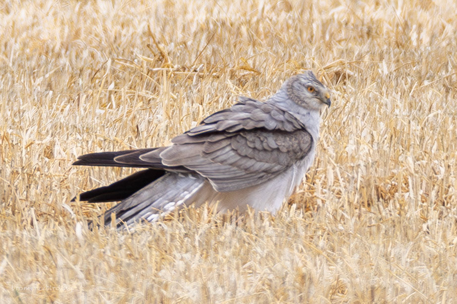 Pallid Harrier