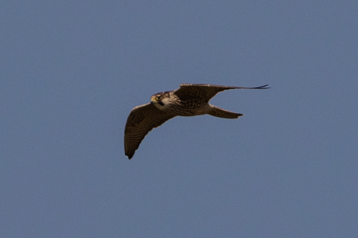 Peregrine