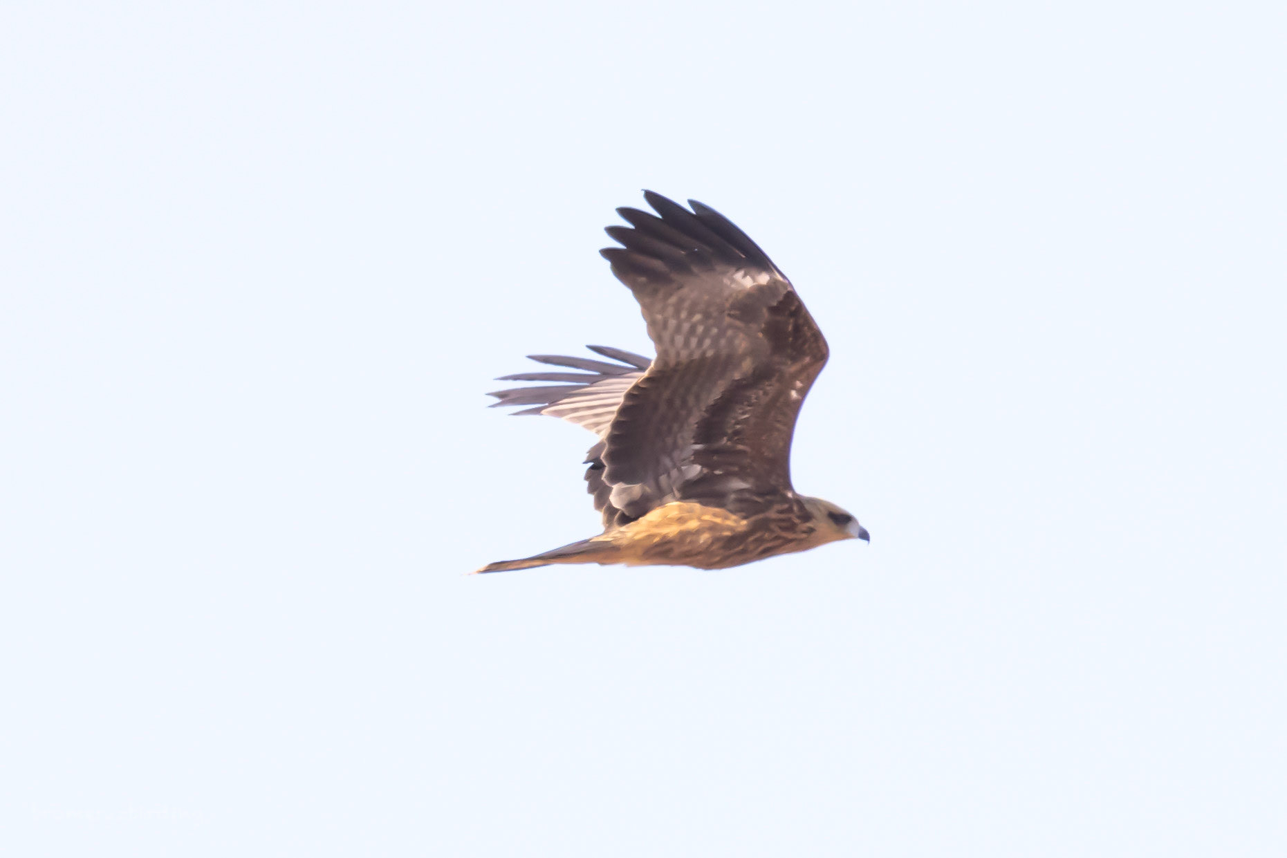 Black Kite