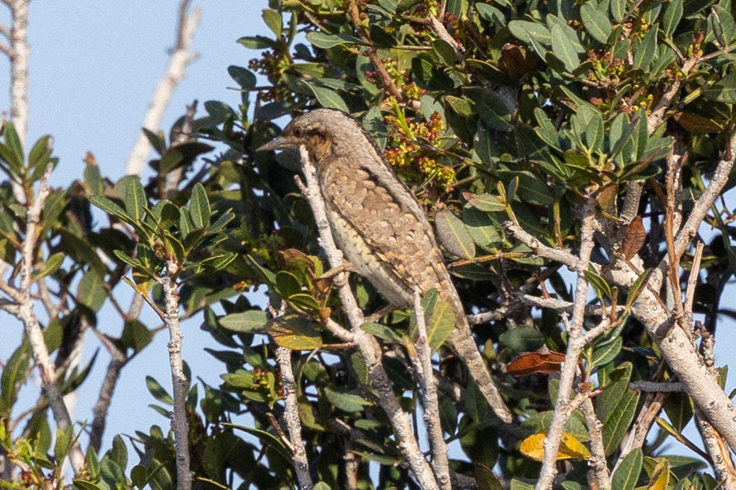 Wryneck