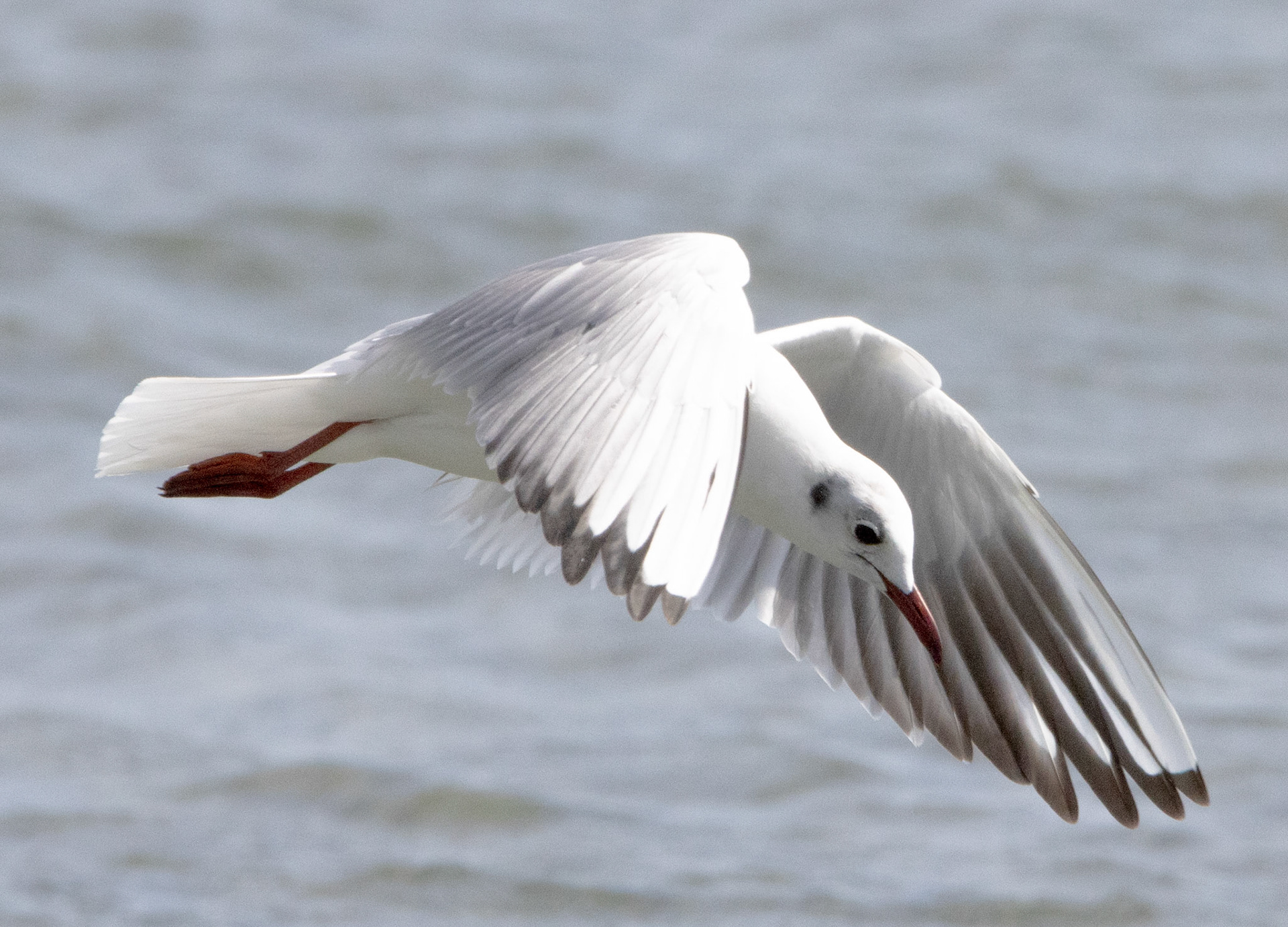 Black-headed Gull