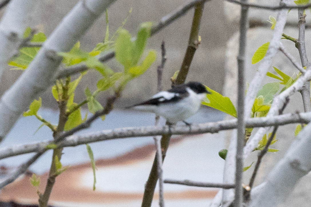 Semi-collared Flycatcher