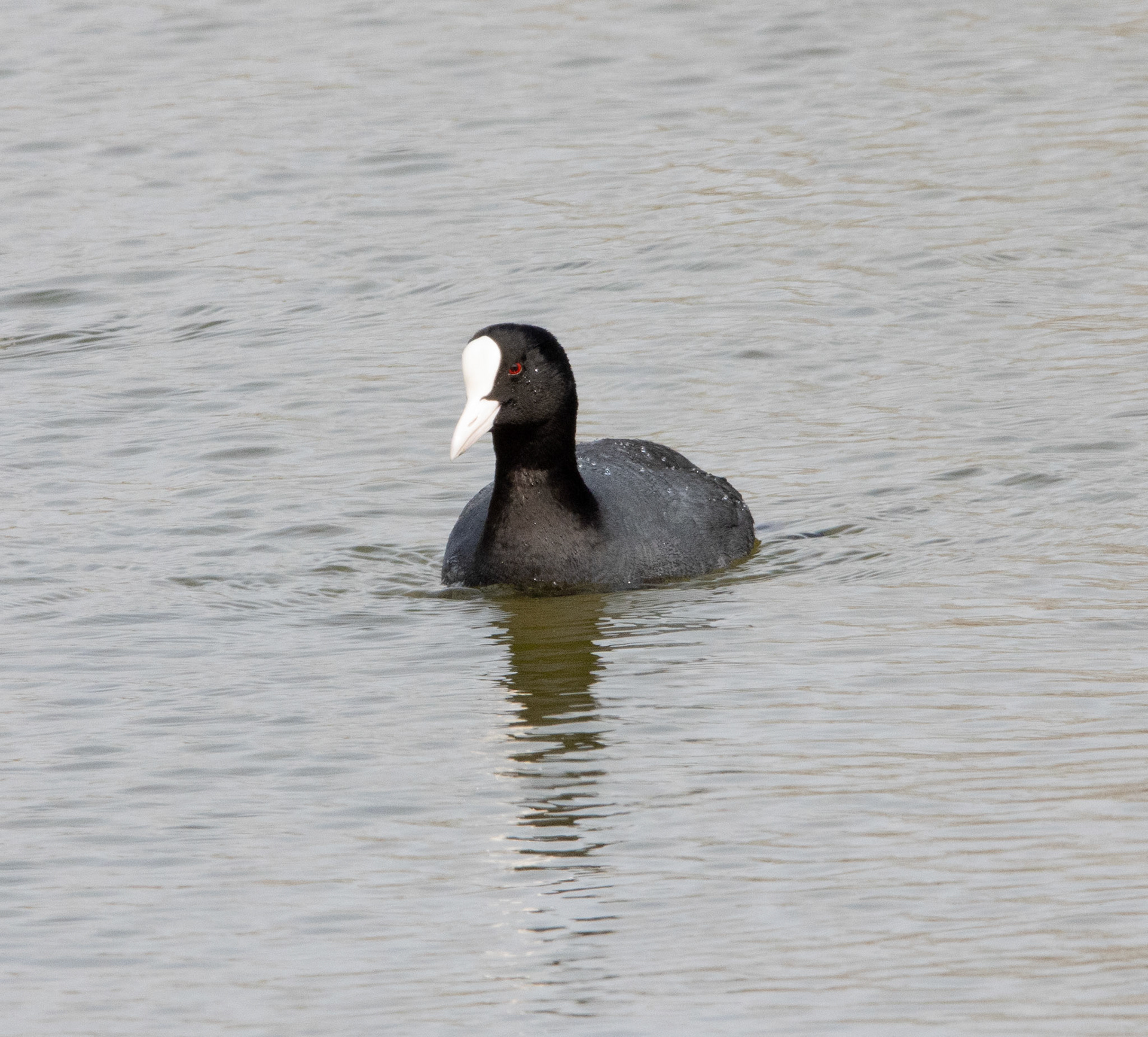 Coot