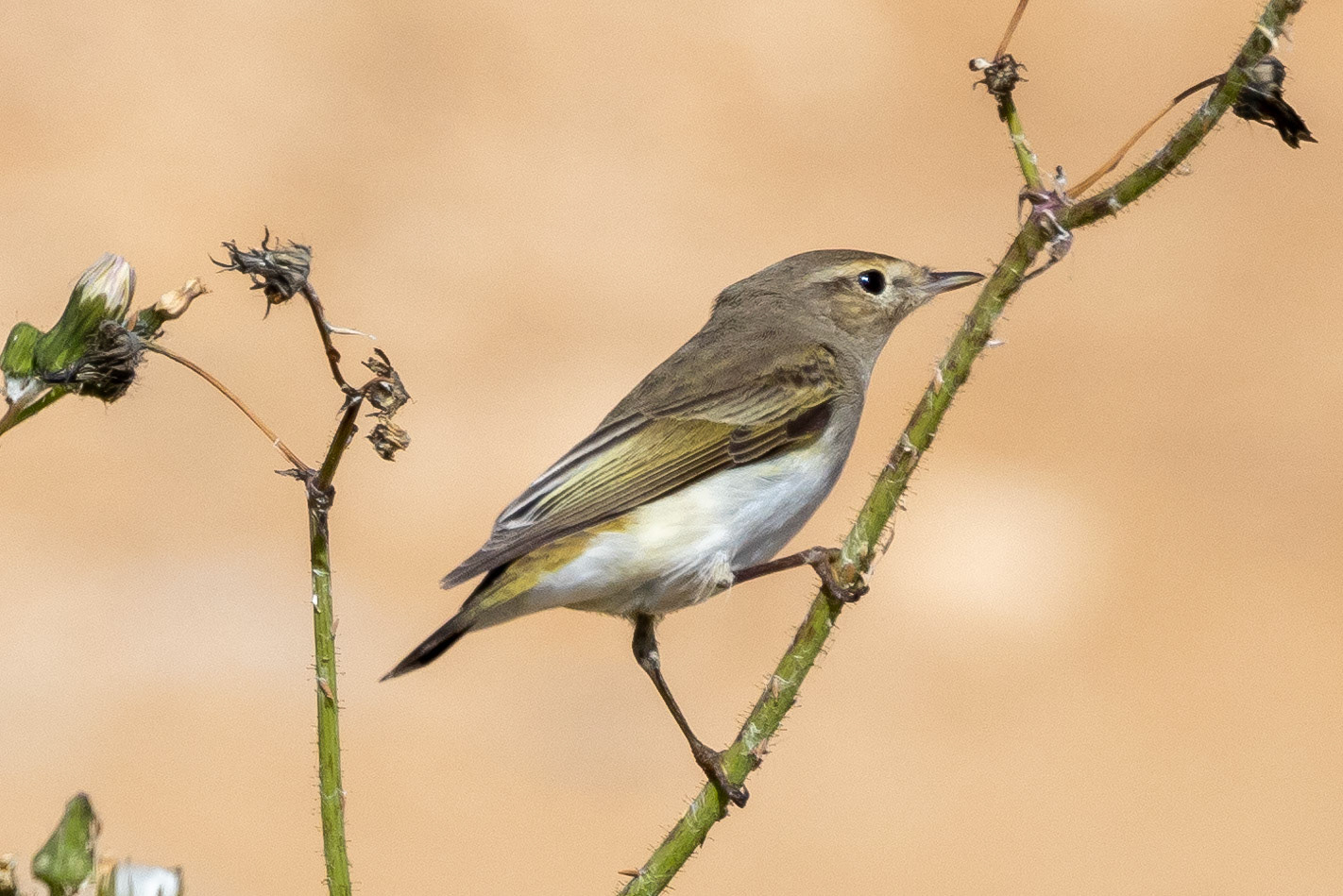 Eastern Bonelli's Warbler