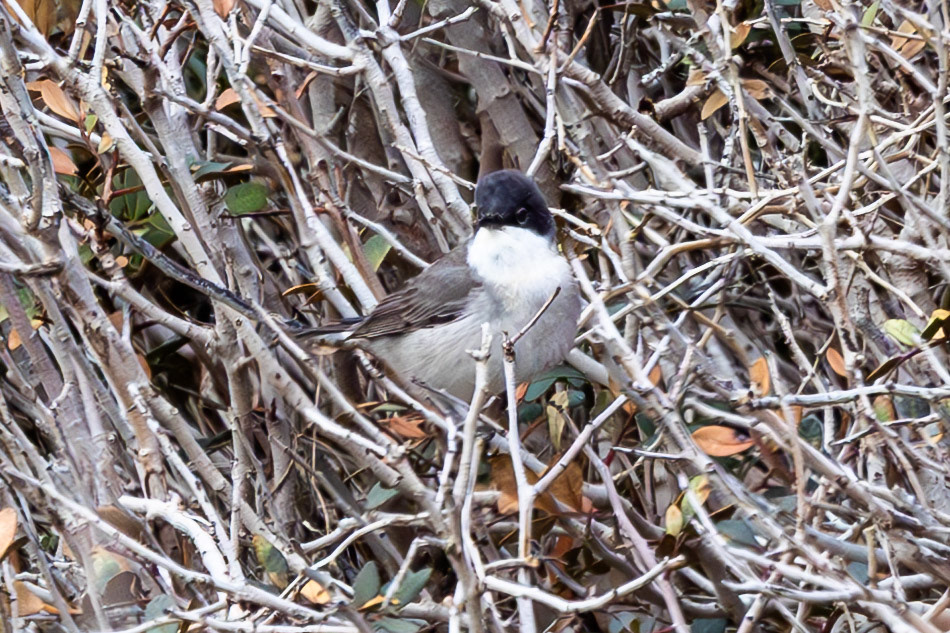 Eastern Orphean Warbler