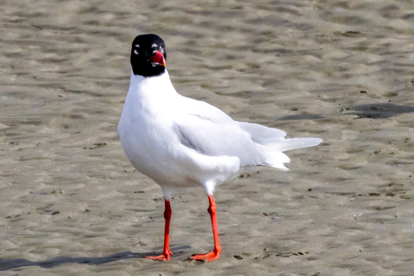 Mediterranean Gull