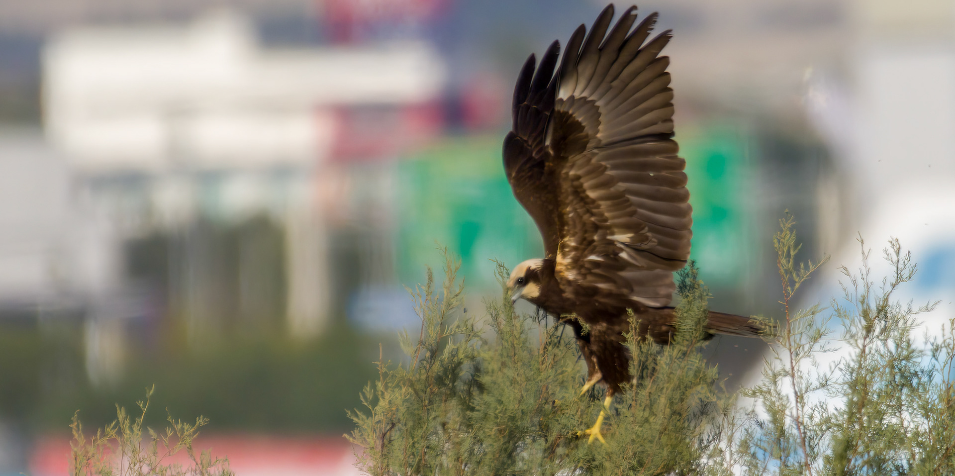Marsh Harrier