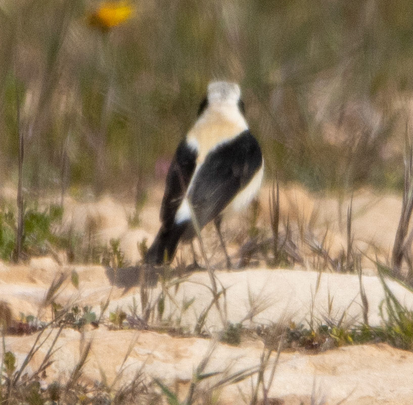 Black-eared Wheatear