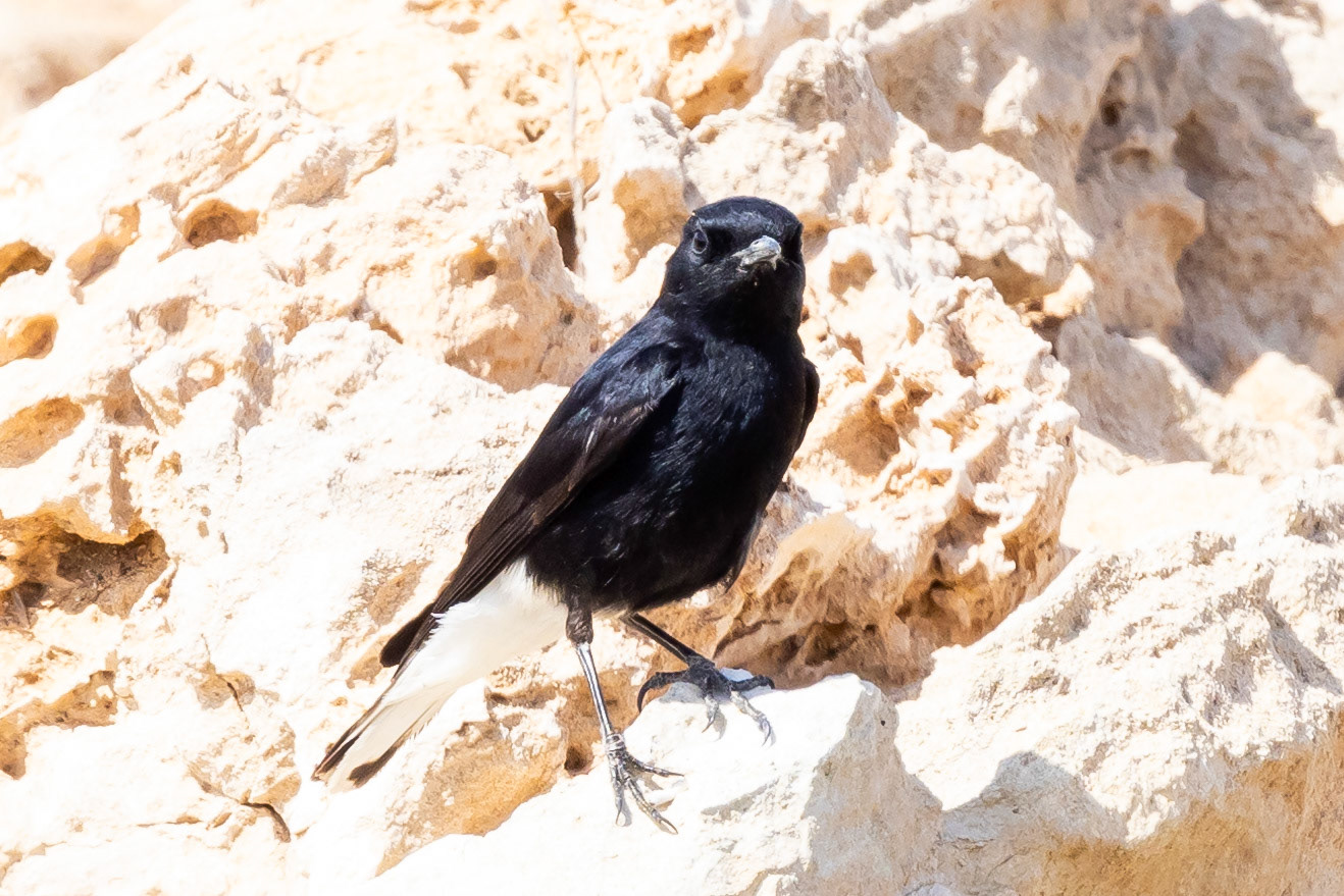 White-crowned Black Wheatear
