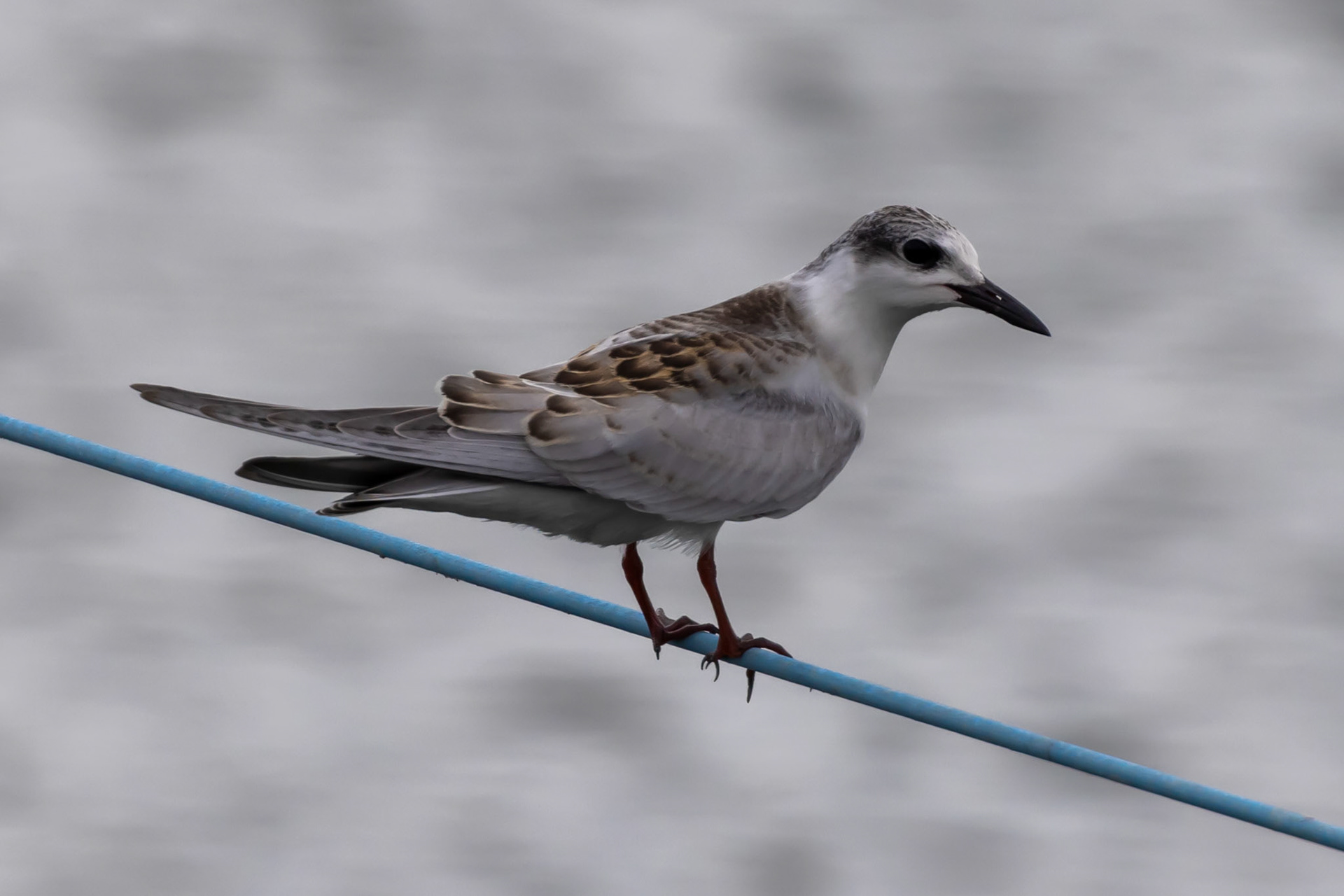 Whiskered Tern