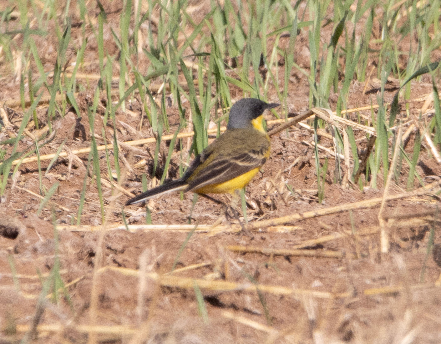Grey-headed Wagtail