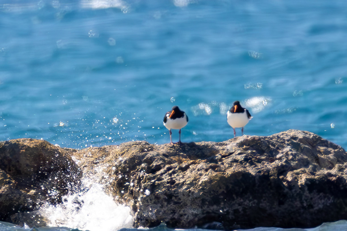 Oystercatcher