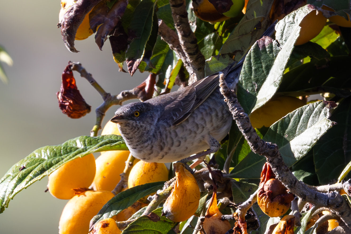 Barred Warbler
