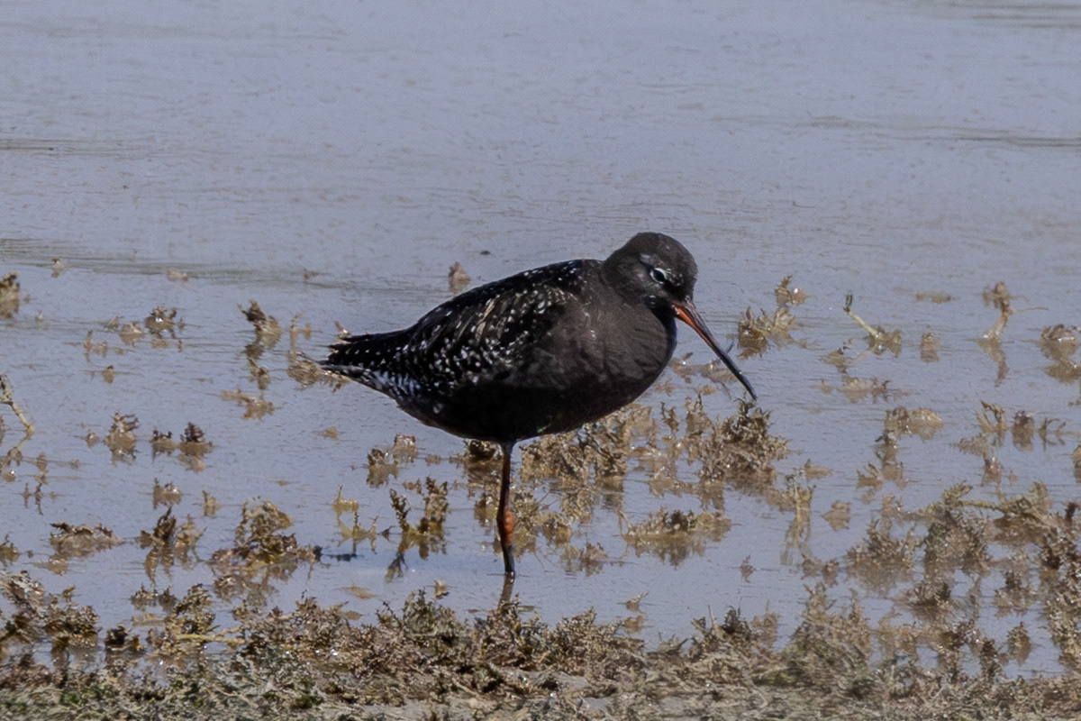 Spotted Redshank