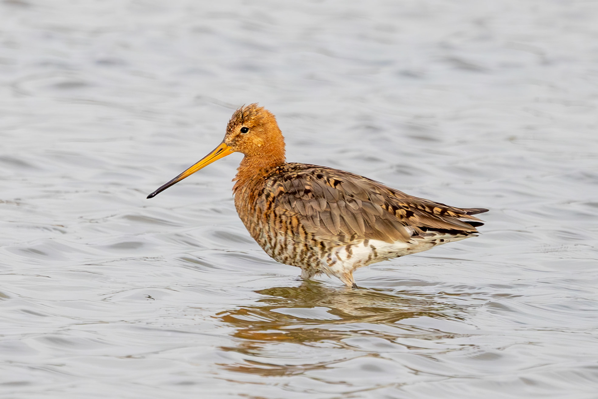 Black-tailed Godwit