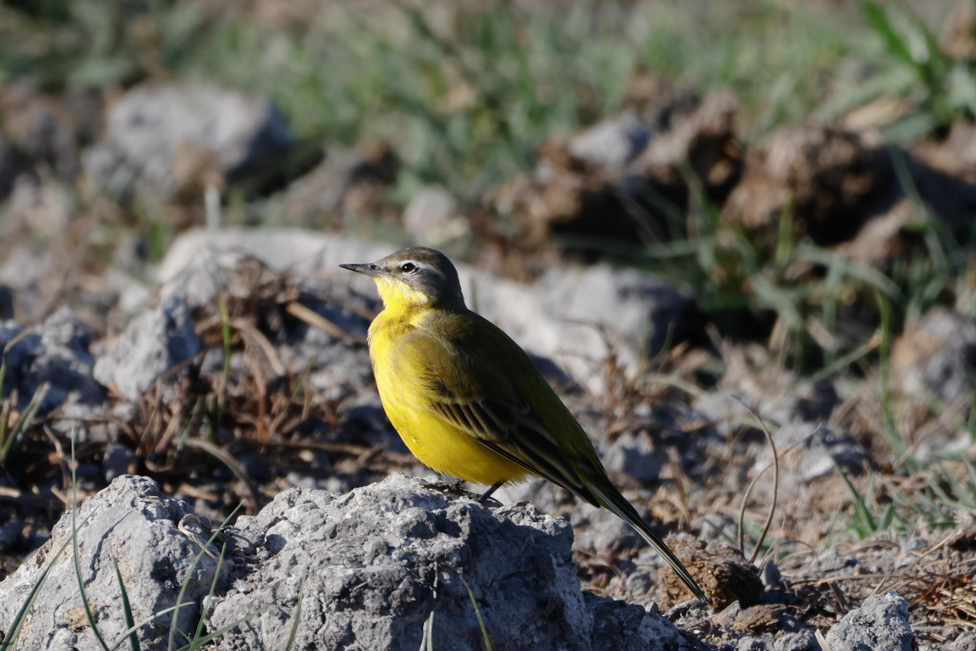 Yellow Wagtail