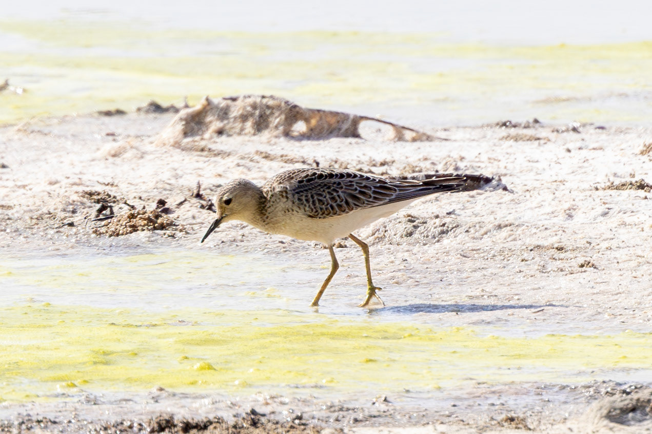 Buff-breasted Sandpiper