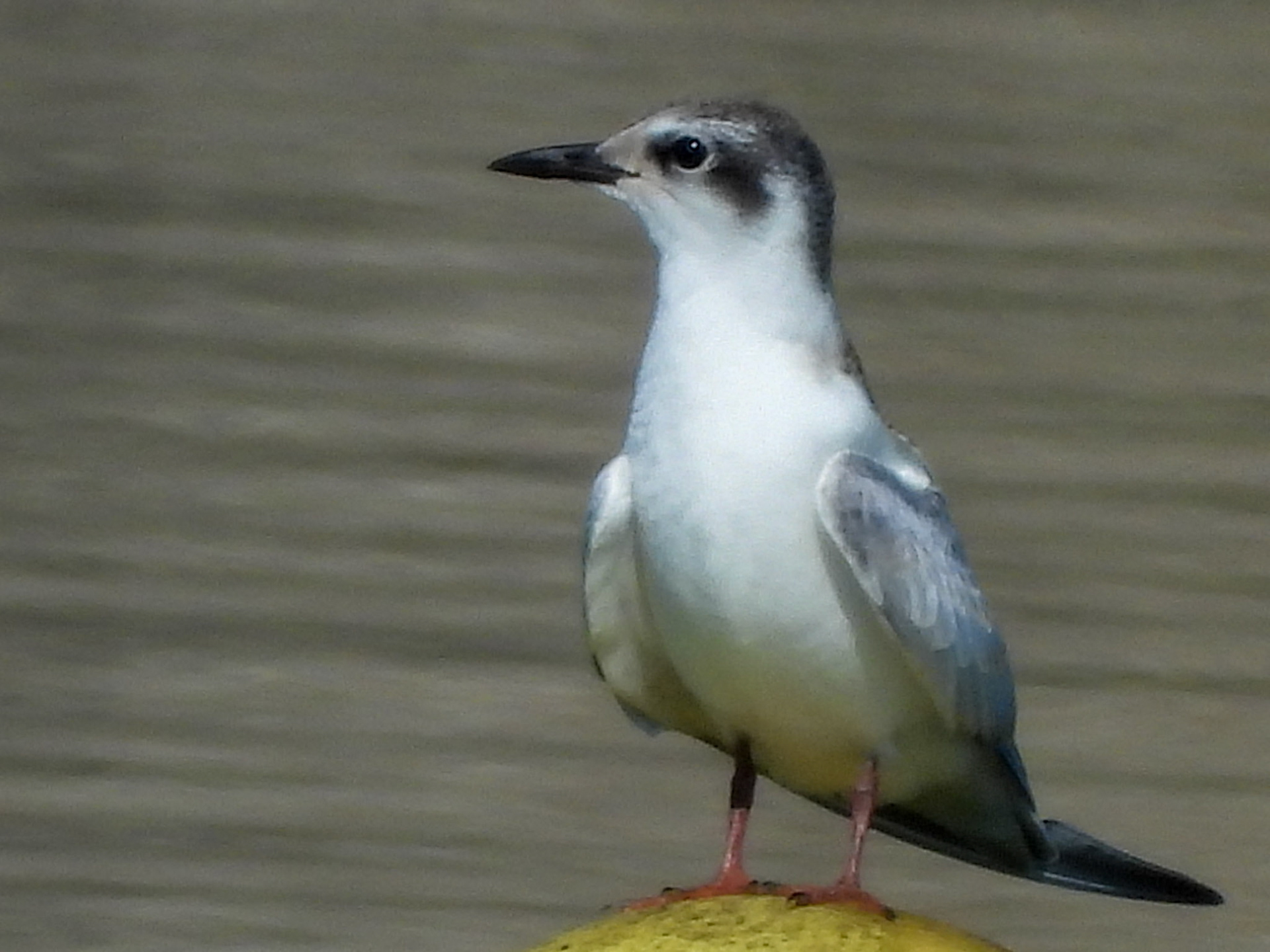 Whiskered Tern