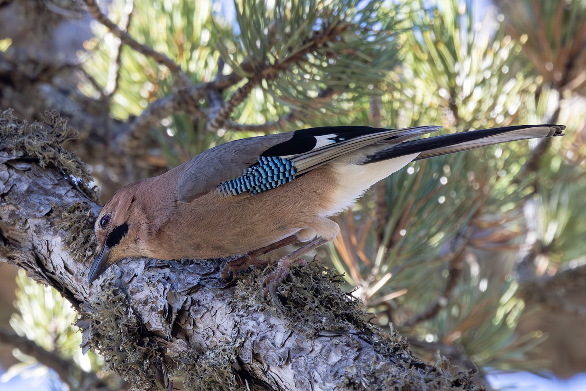 Eurasian Jay