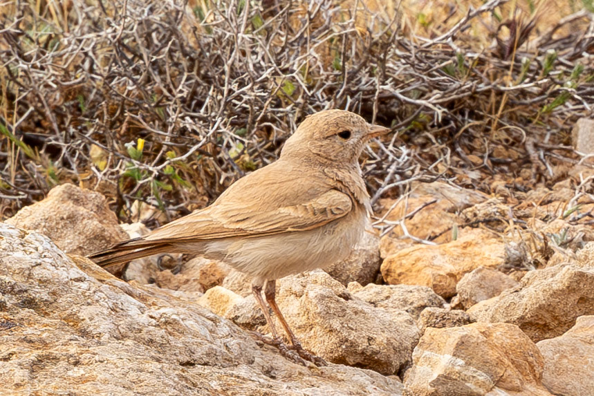 Bar=tailed Lark