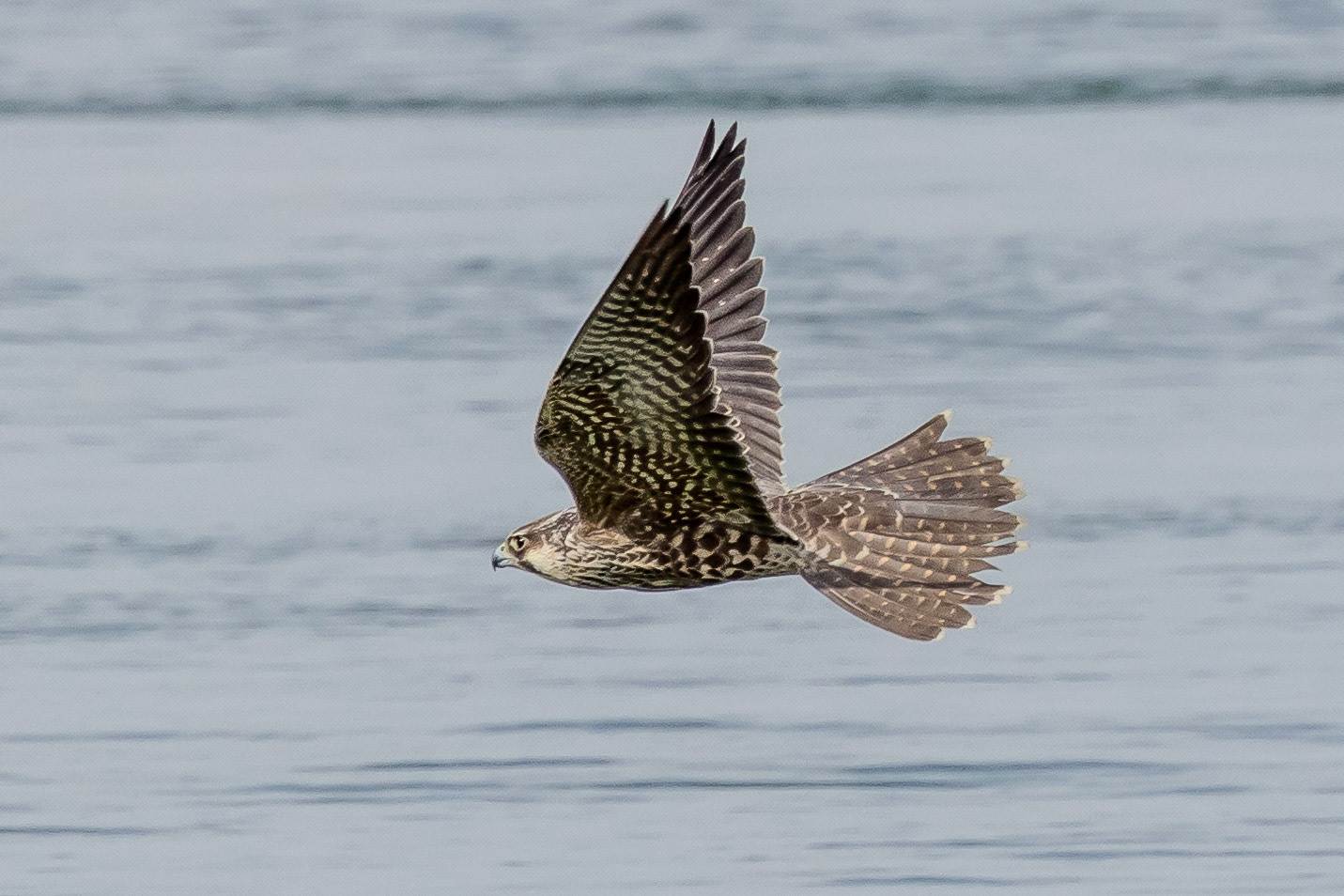 Peregrine Falcon