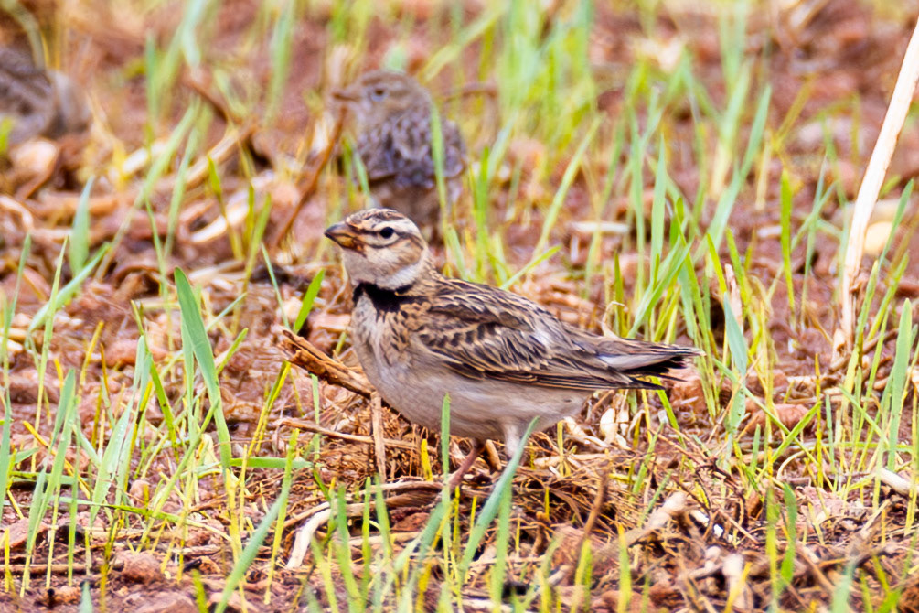 Bimaculated Lark
