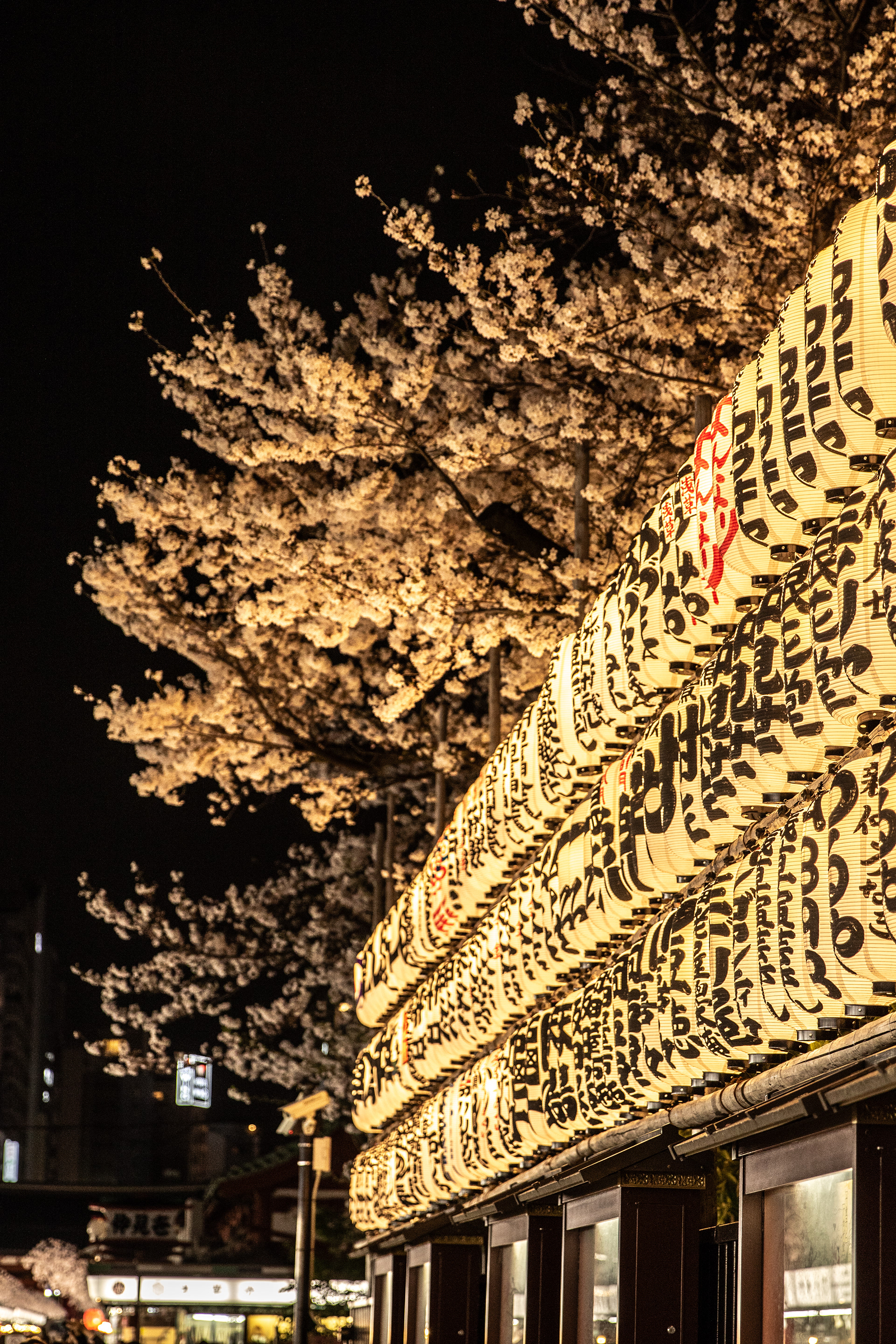 Night Blossoms - Tokyo