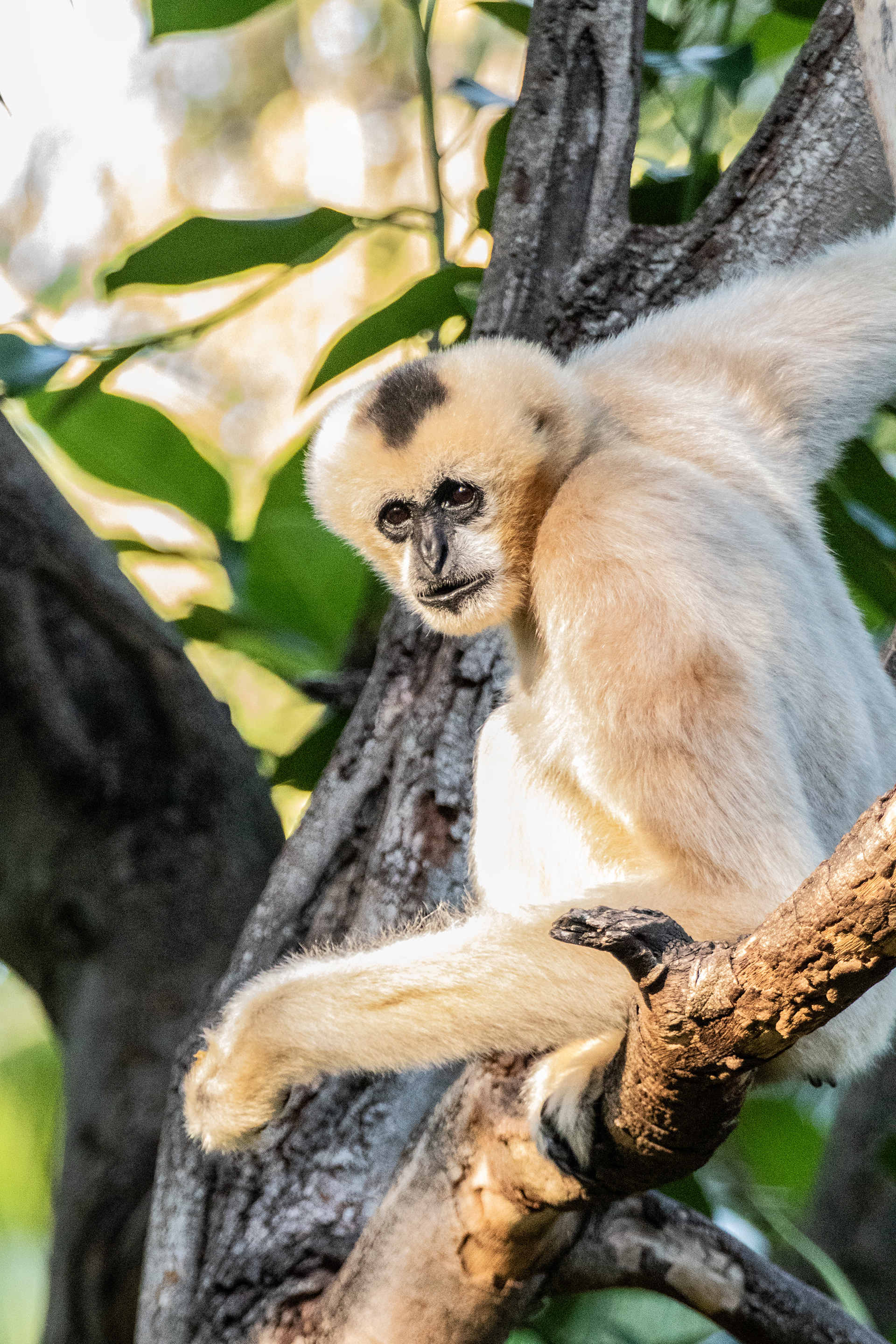 White-cheeked Gibbon - Adelaide Zoo