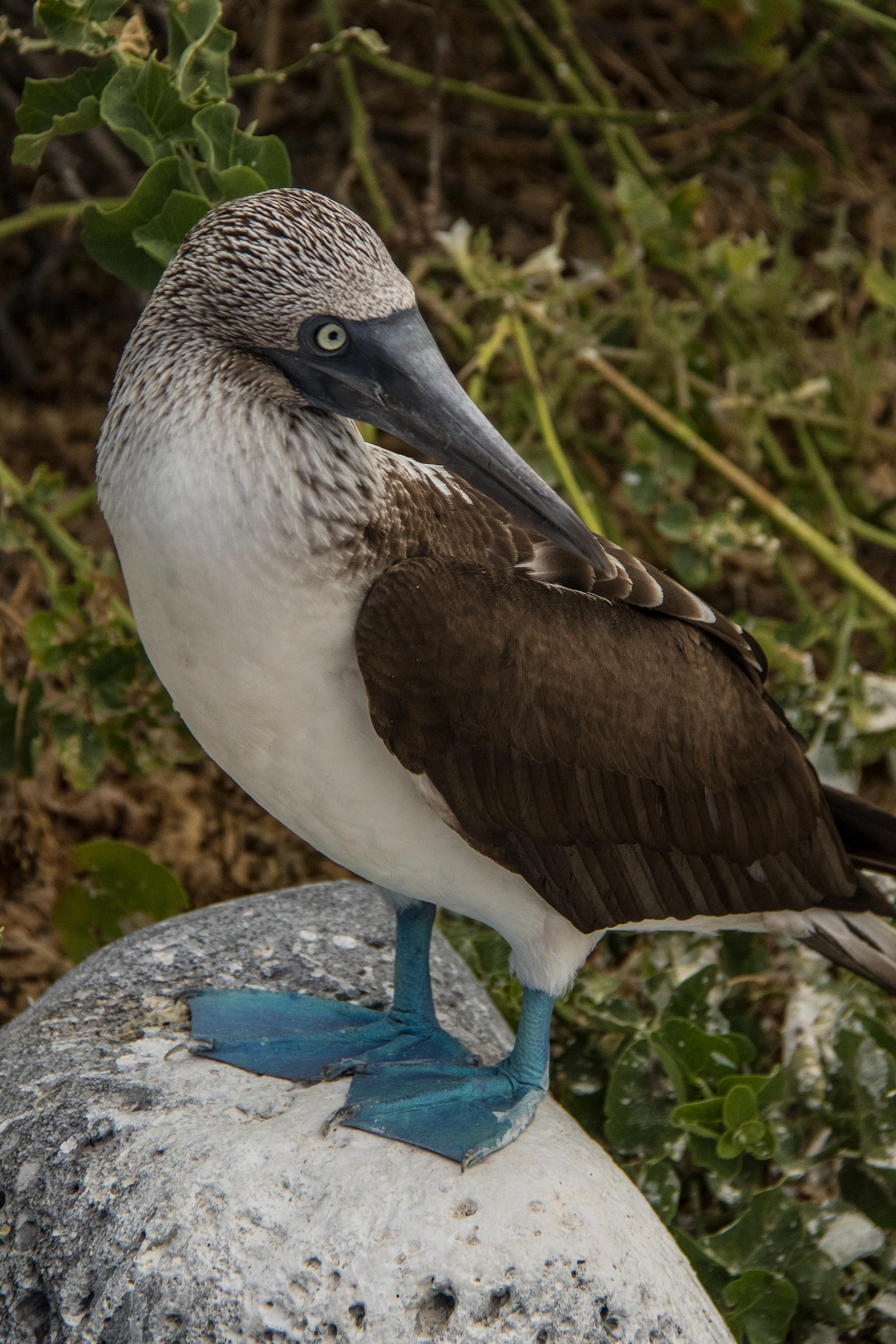 Blue-Footed Booby - Galapagos Islands