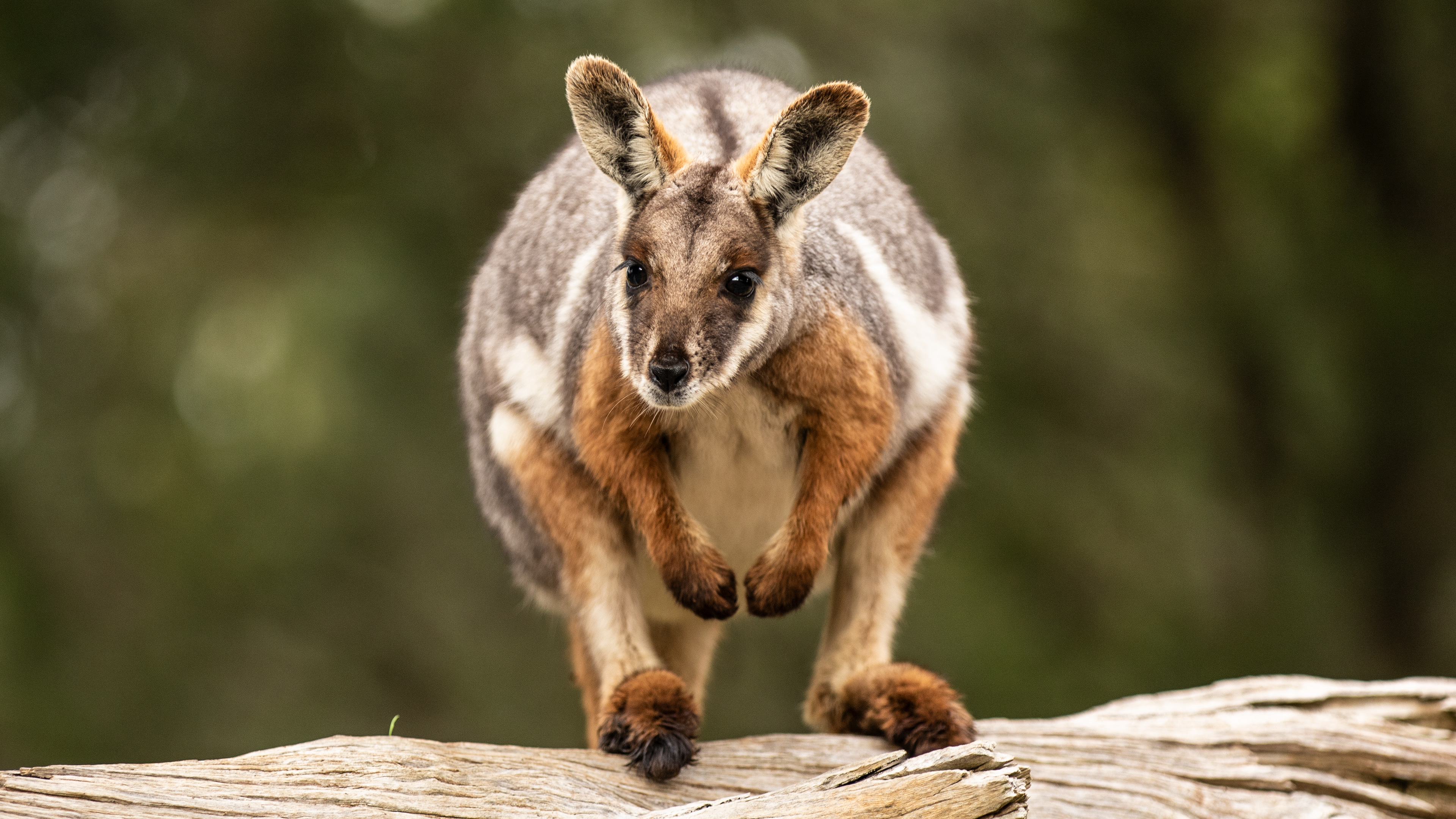 Yelllow-footed Rock Wallaby - Cleland Wildlife Park