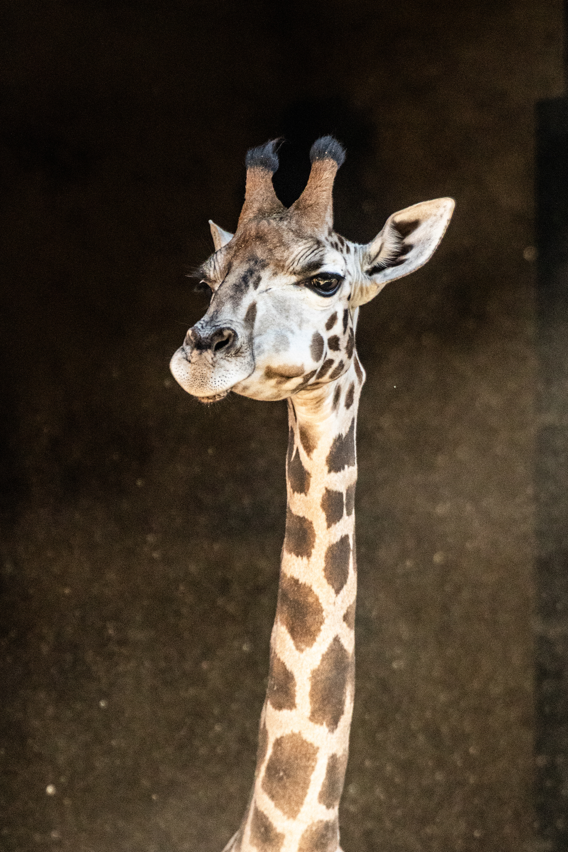 Giraffe - Adelaide Zoo