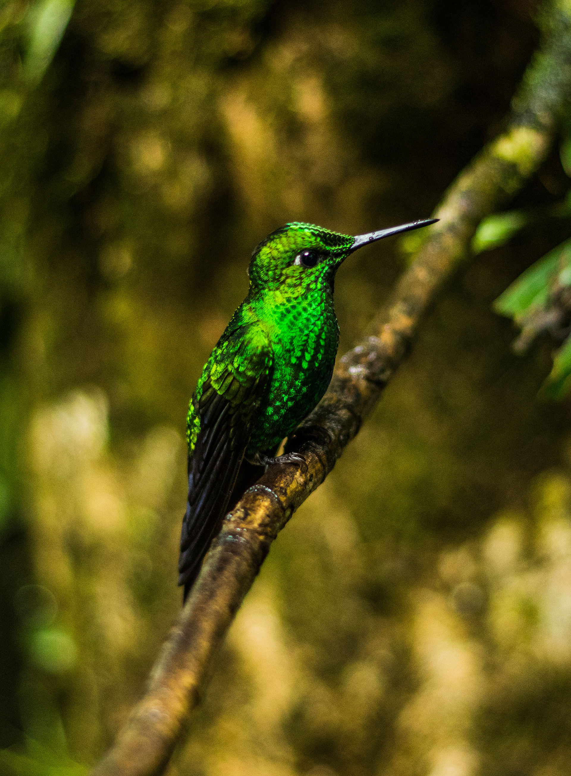 Scaly Breasted Hummingbird - Costa Rica