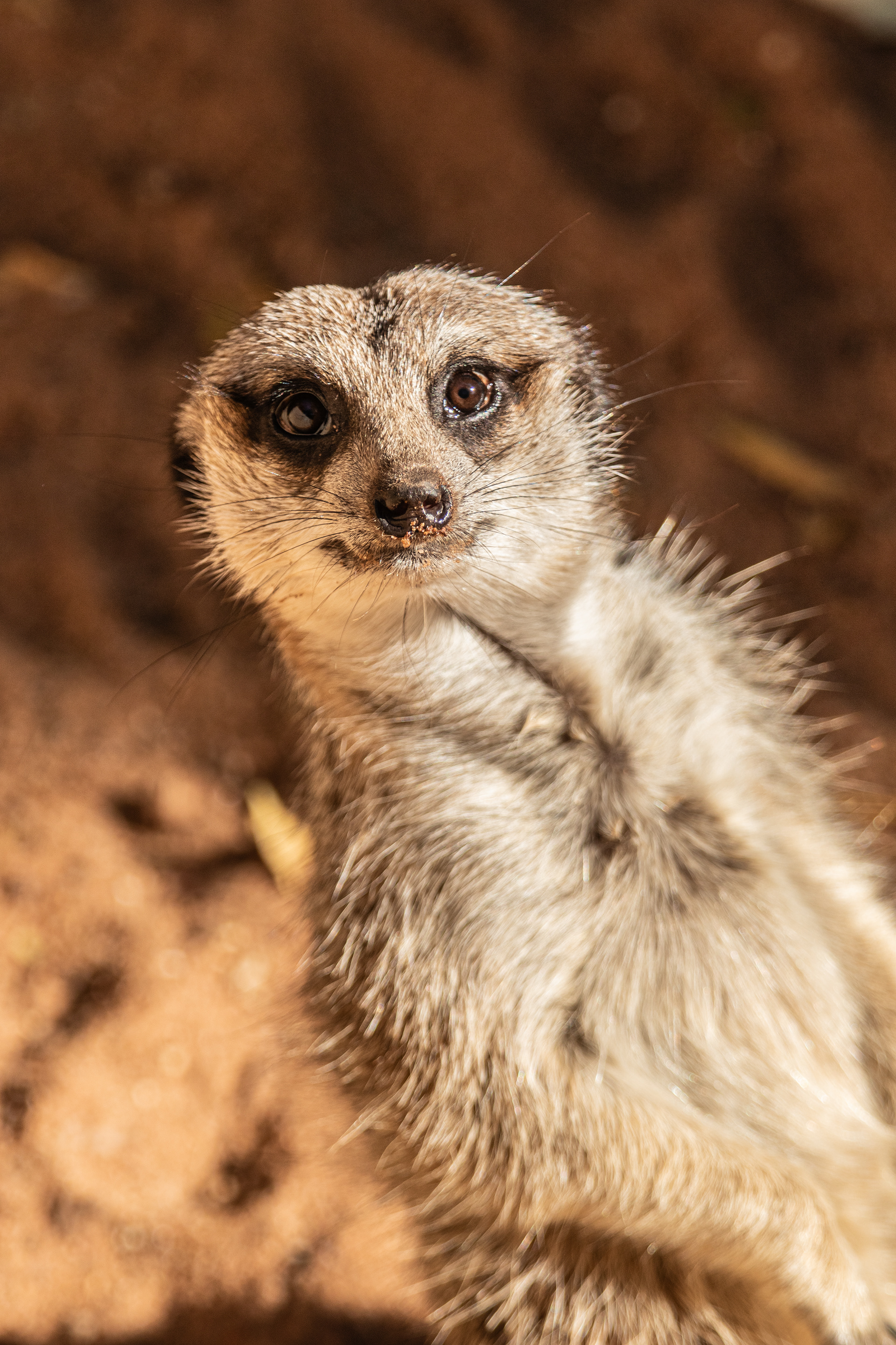 Meerkat - Adelaide Zoo