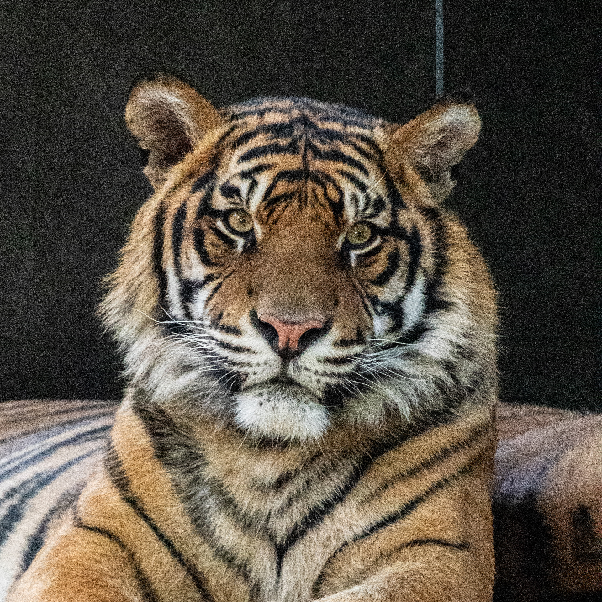 Sumatran Tiger - Adelaide Zoo