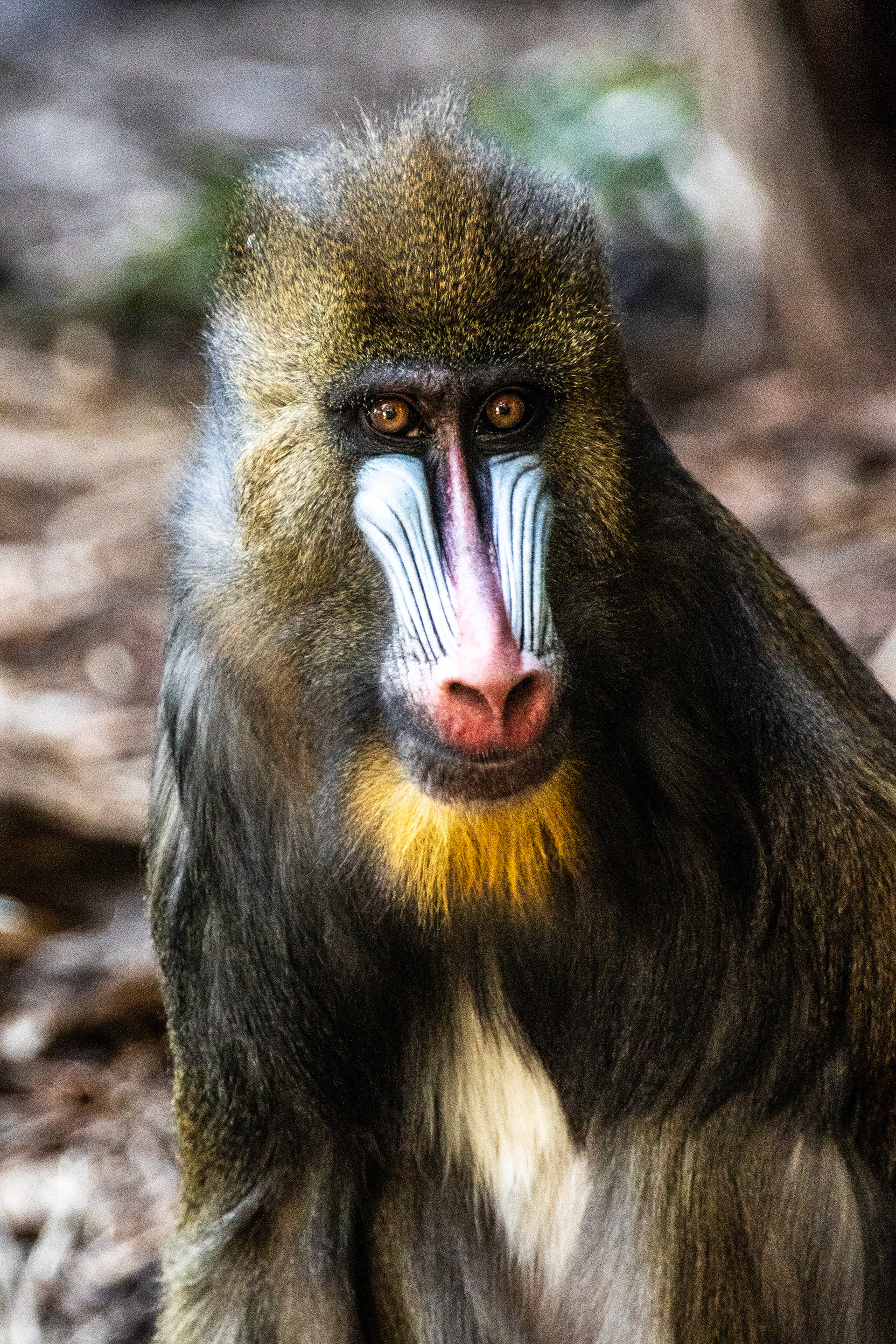 Mandrill - Adelaide Zoo