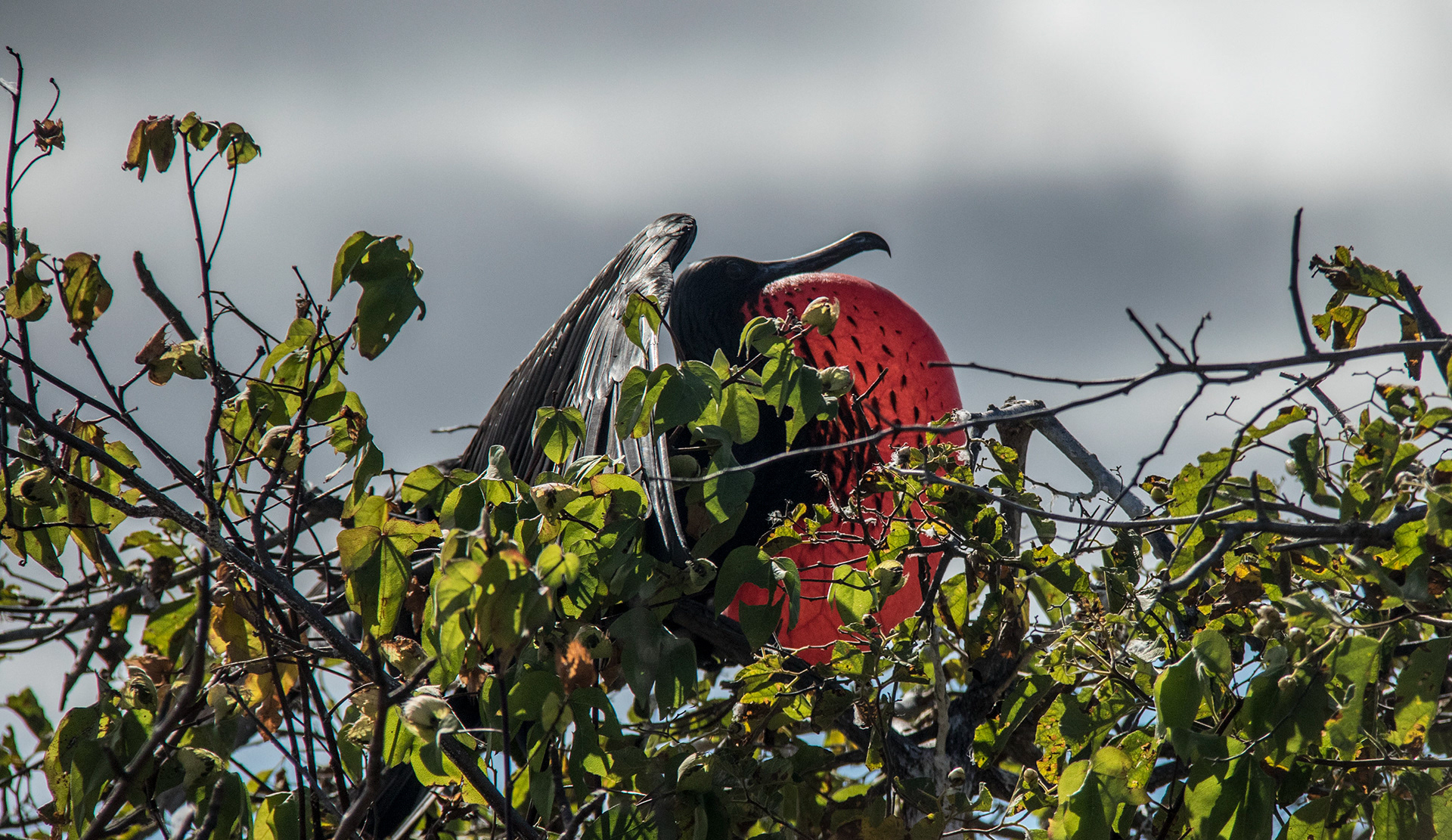 Frigatebird - Galapagos Islands
