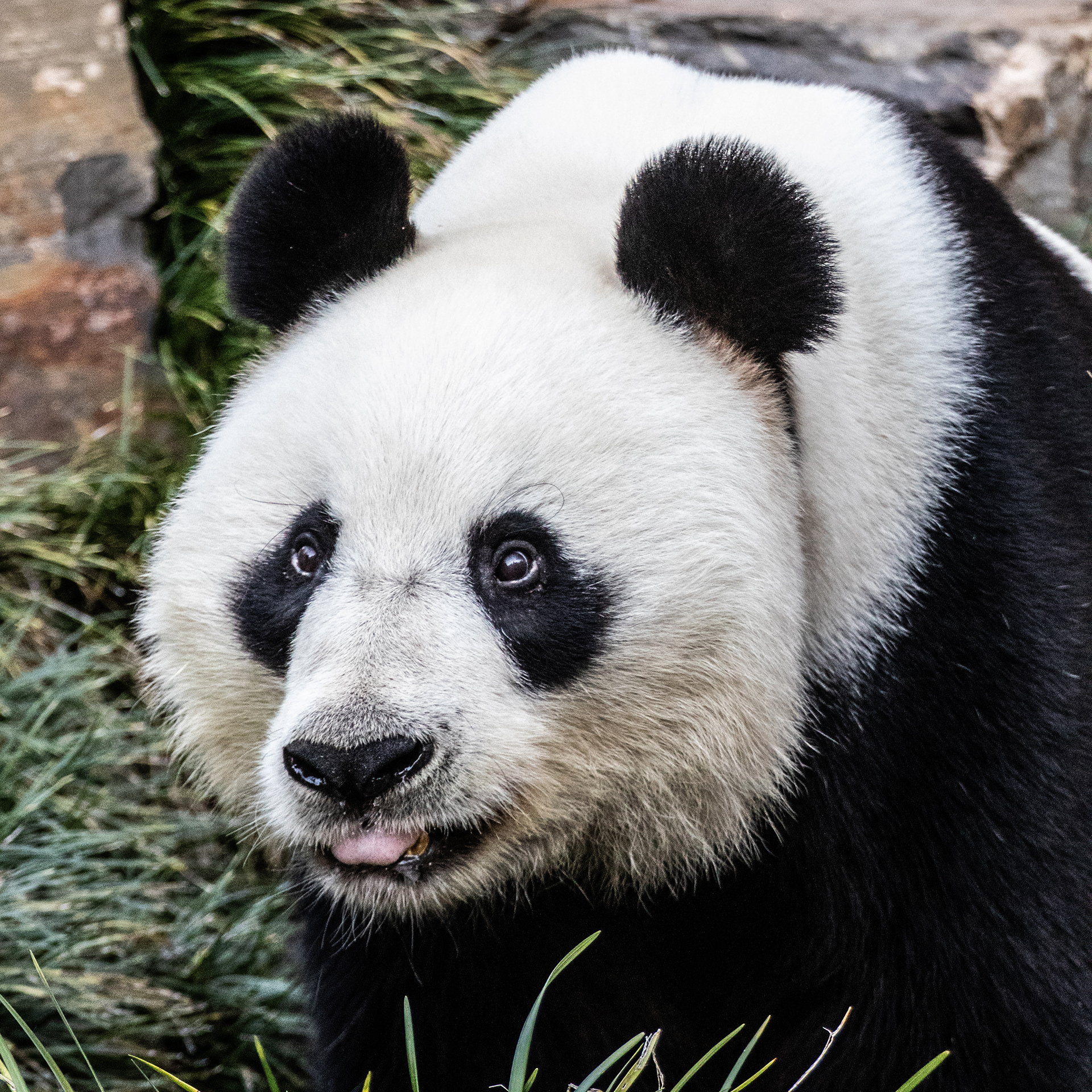 Giant Panda - Adelaide Zoo