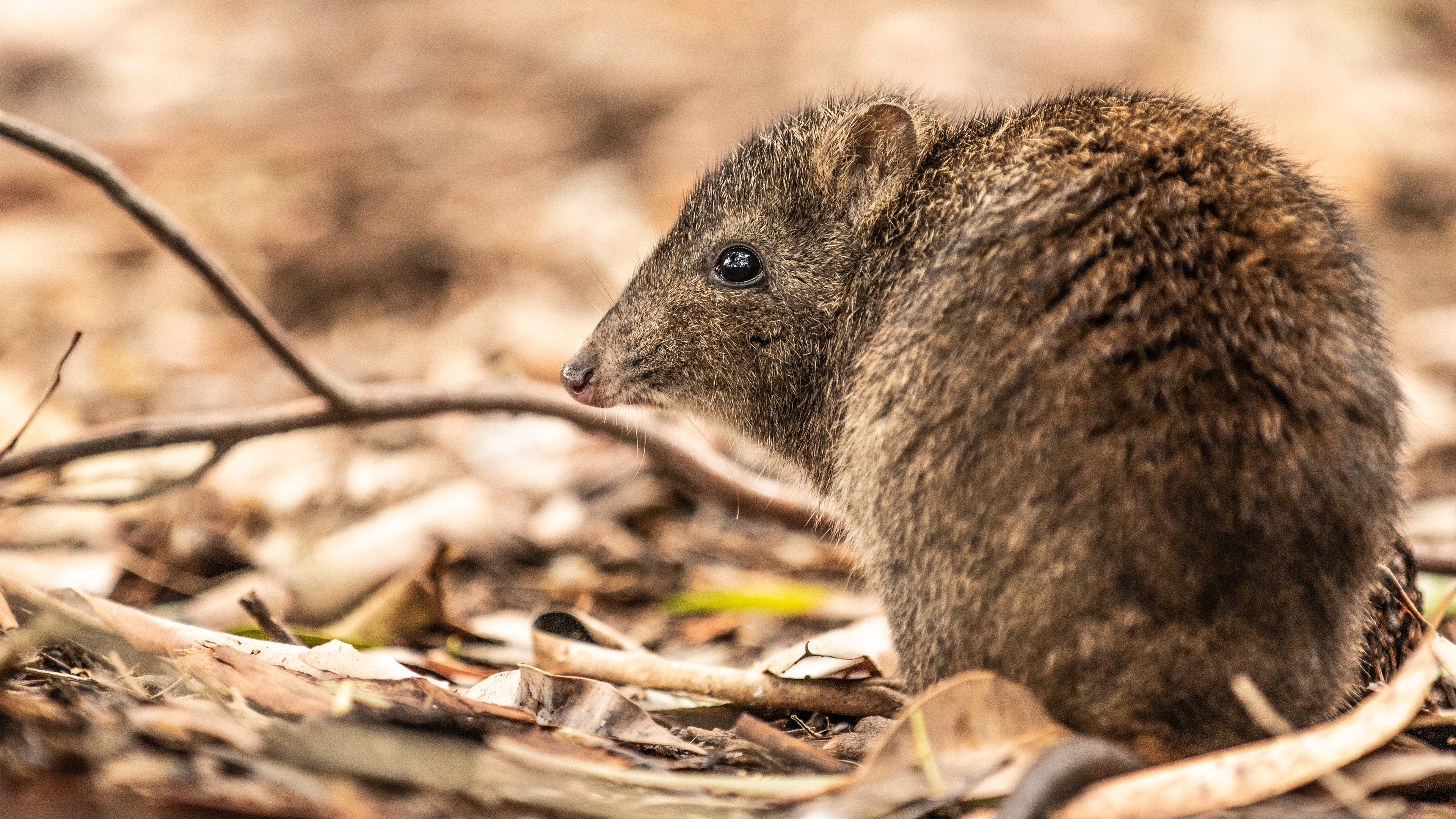 Potaroo - Cleland Wildlife Park