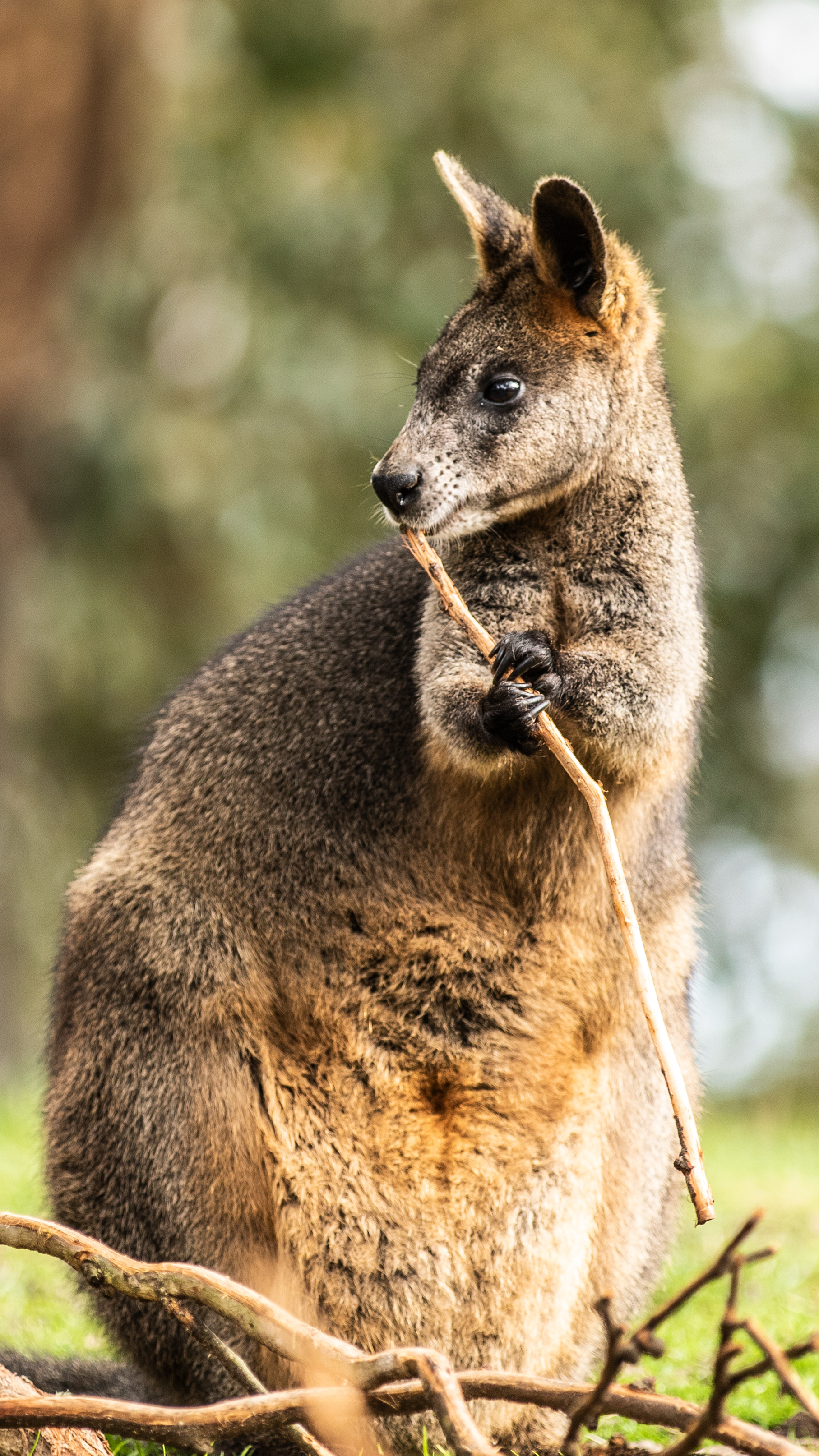 Wallaby - Cleland Wildlife Park