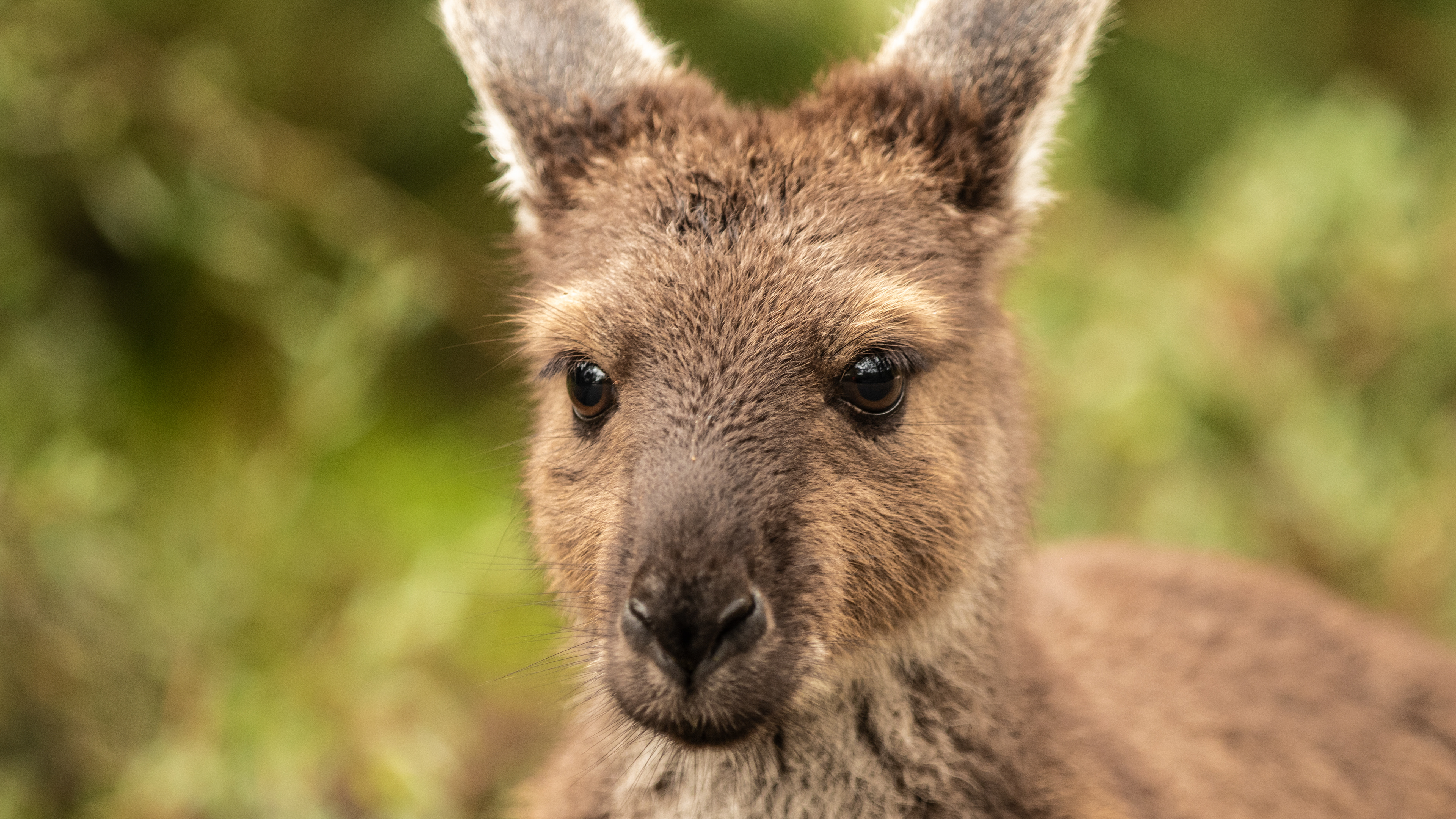Wallaby - Cleland Wildlife Park