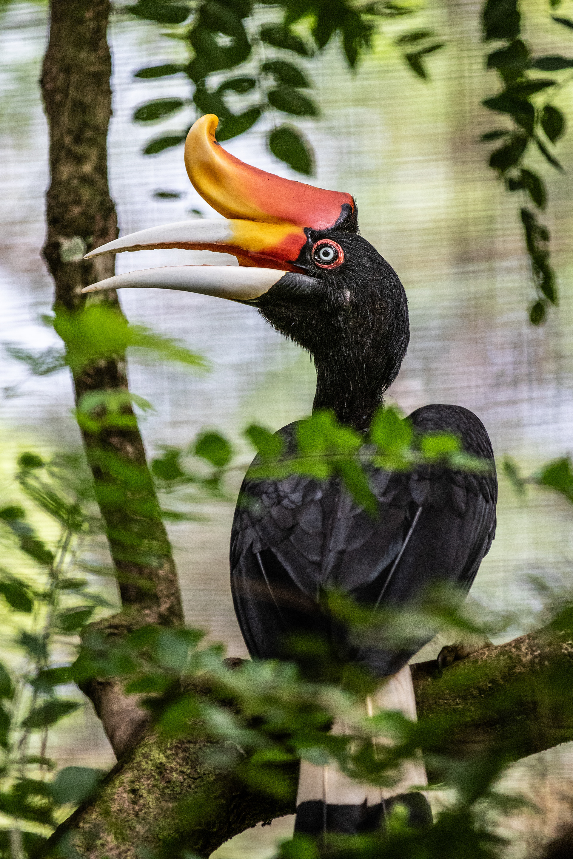 Rhinoceros Hornbill - Borneo