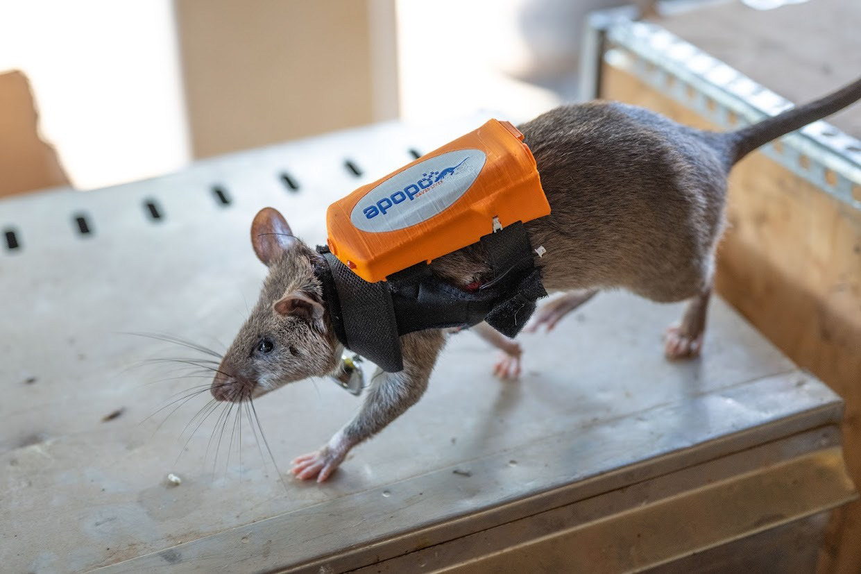 Current generation of the backpack designed by me