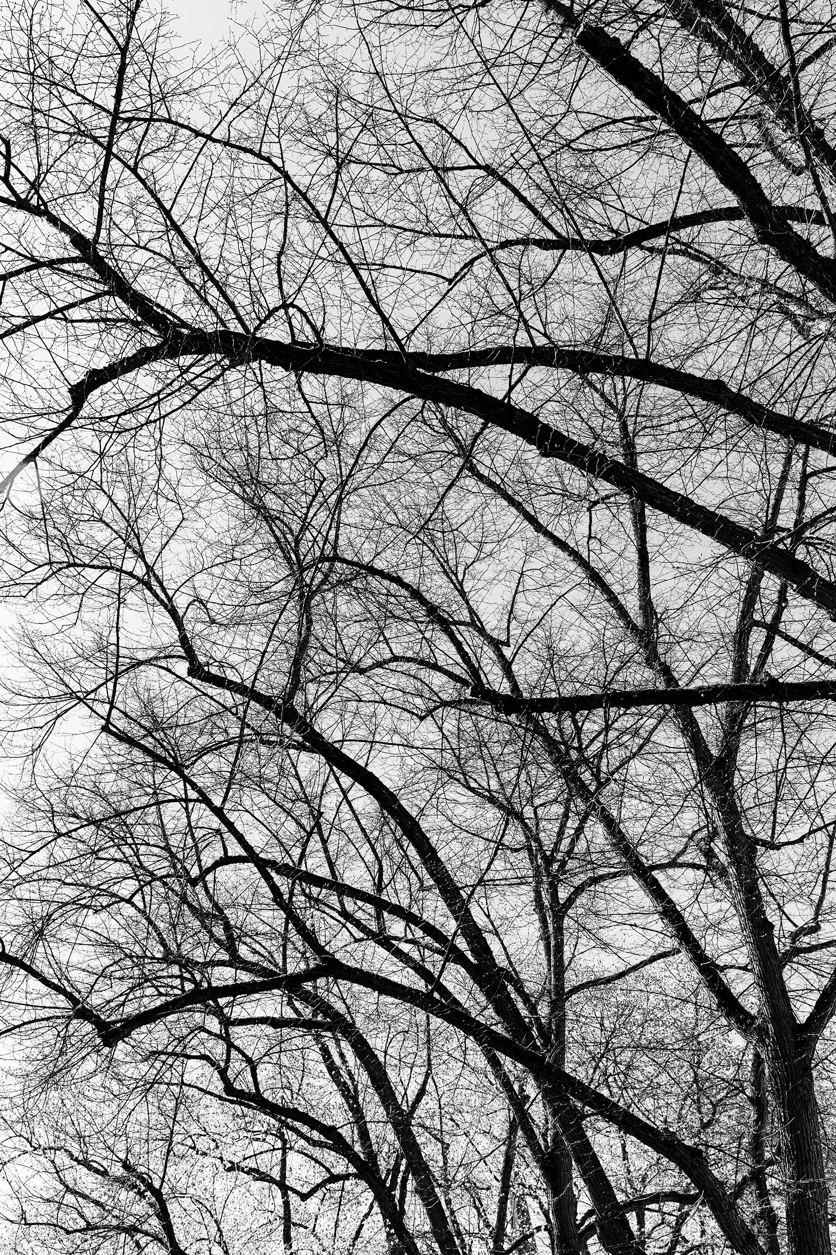 Trees - Artur Krause