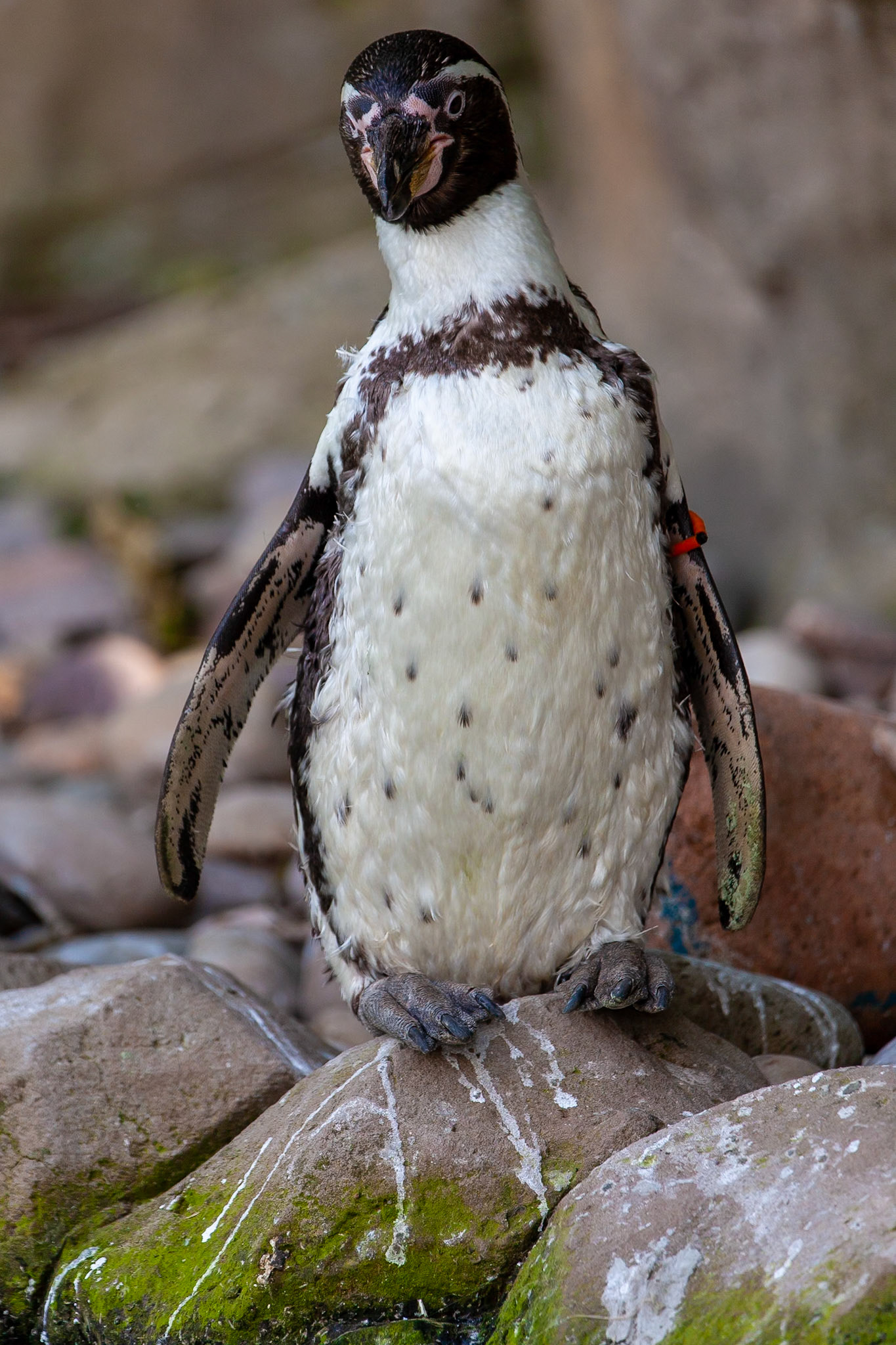 © 2020 Billy Hodgkins Photography All rights reserved.