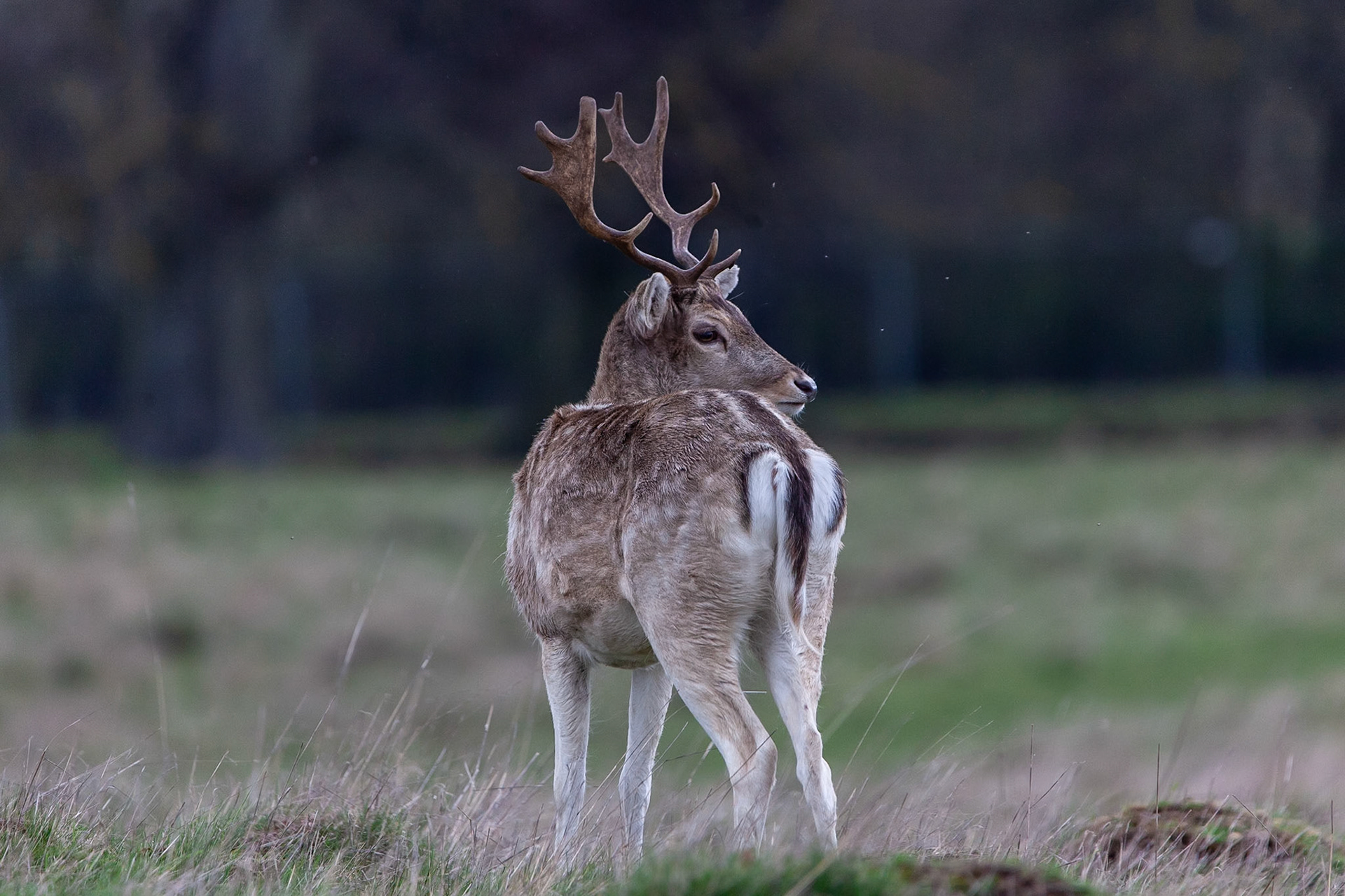 © 2019 Billy Hodgkins Photography All rights reserved.