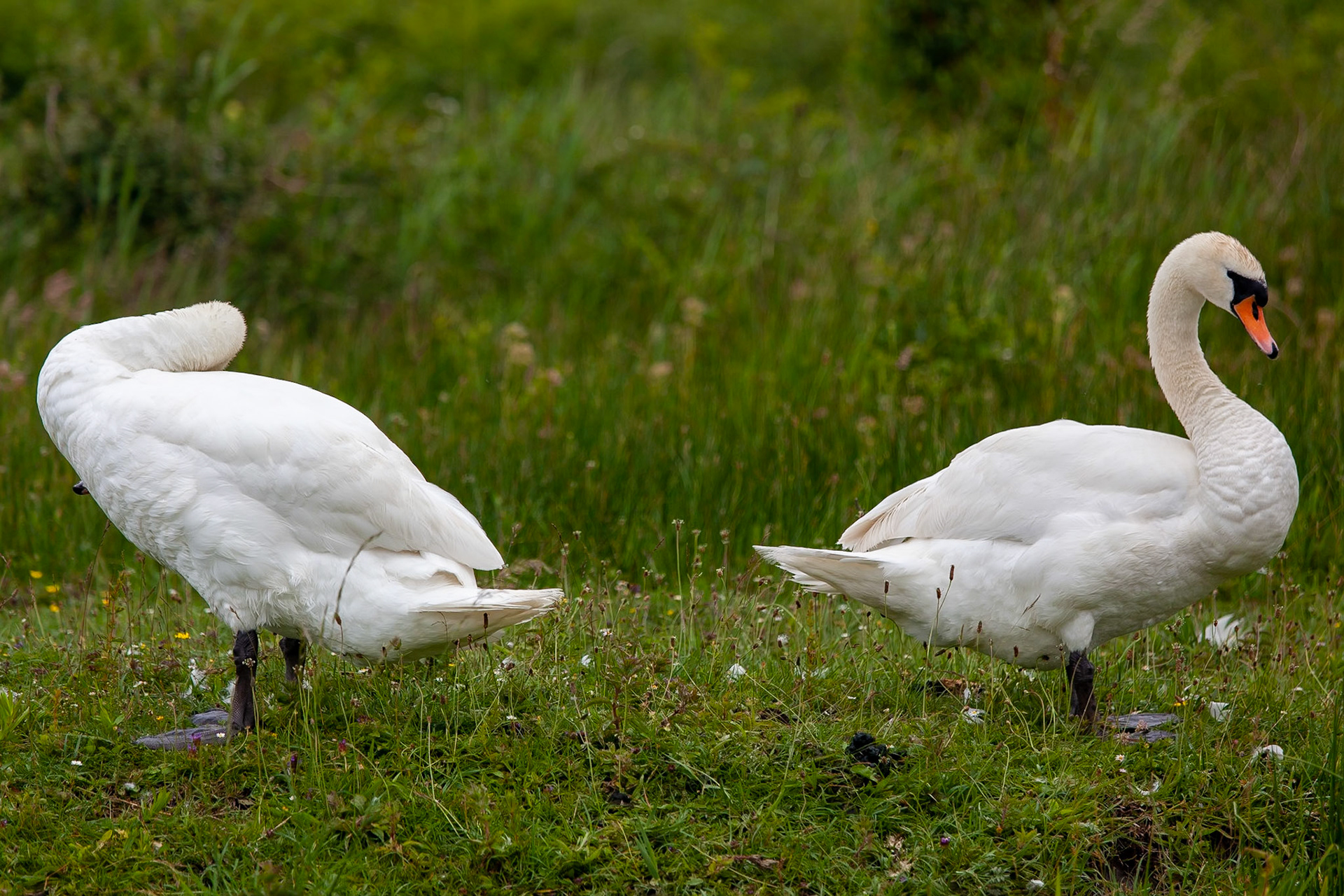 © 2020 Billy Hodgkins Photography All rights reserved.