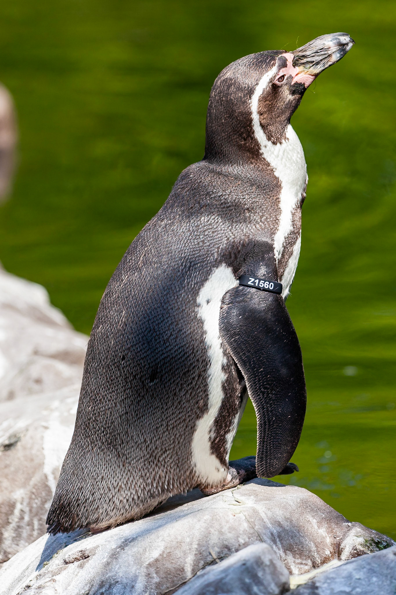 © 2020 Billy Hodgkins Photography All rights reserved.