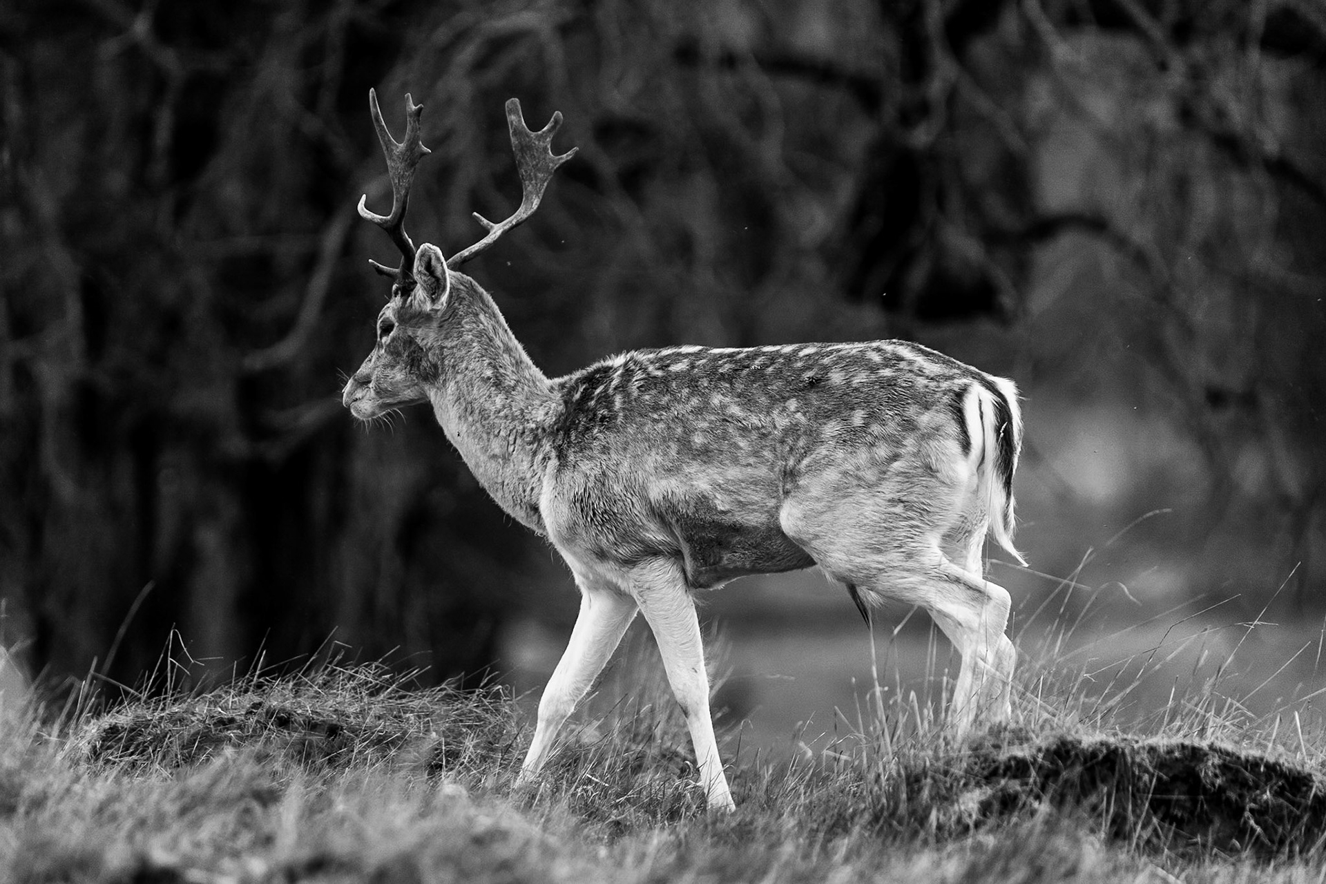 © 2019 Billy Hodgkins Photography All rights reserved.