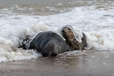 © 2021 Billy Hodgkins Photography All rights reserved.